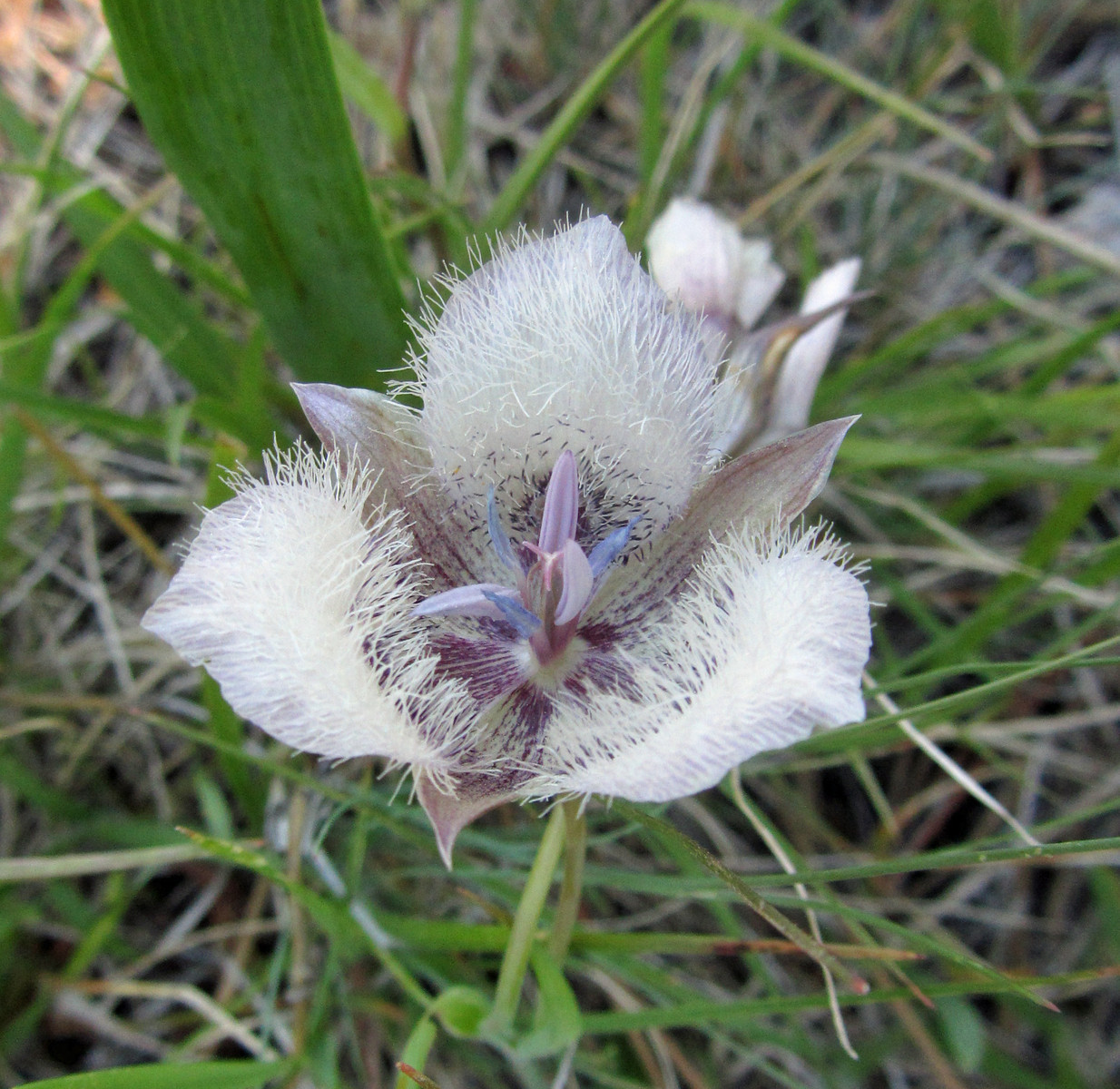 Cat's Ear Lily