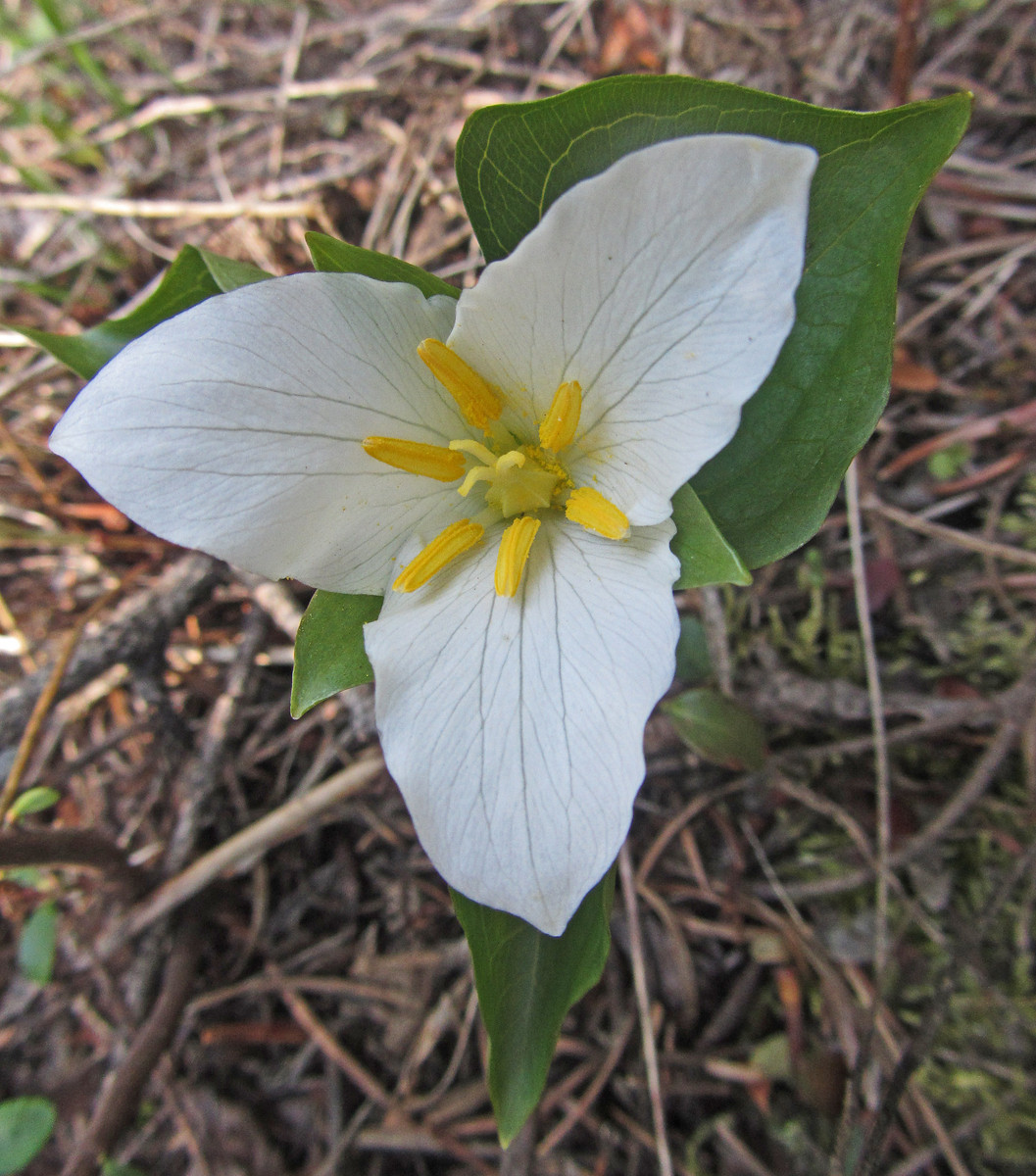 Trillium