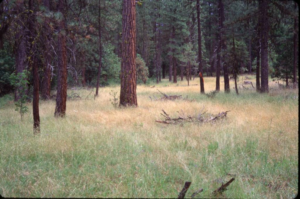 Dry Ponderosa Pine Meadow