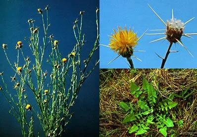 Yellow Star Thistle Centaurea solstitialis BLM Image.
