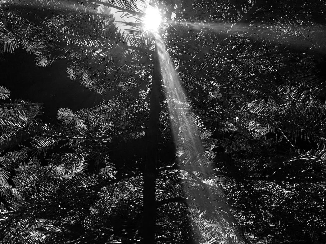 Above & Below: VIEW FROM PILOT ROCK. sunlight through trees. Cascade siskiyou national monument Images BY COLIN MALLOY © 2016