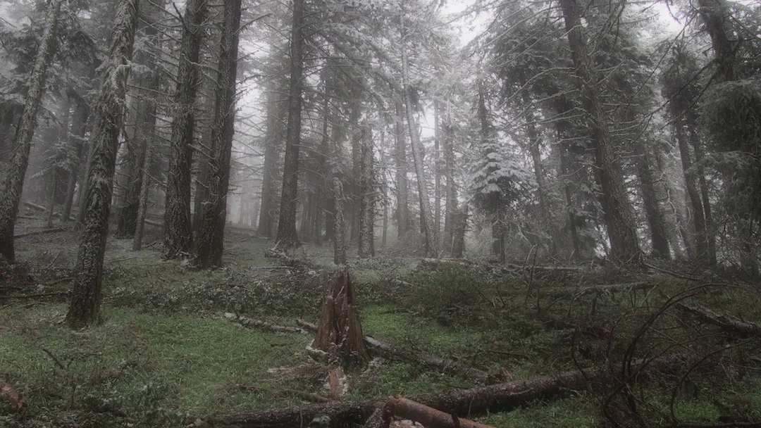Forest-GreenspringsTrail.jpg