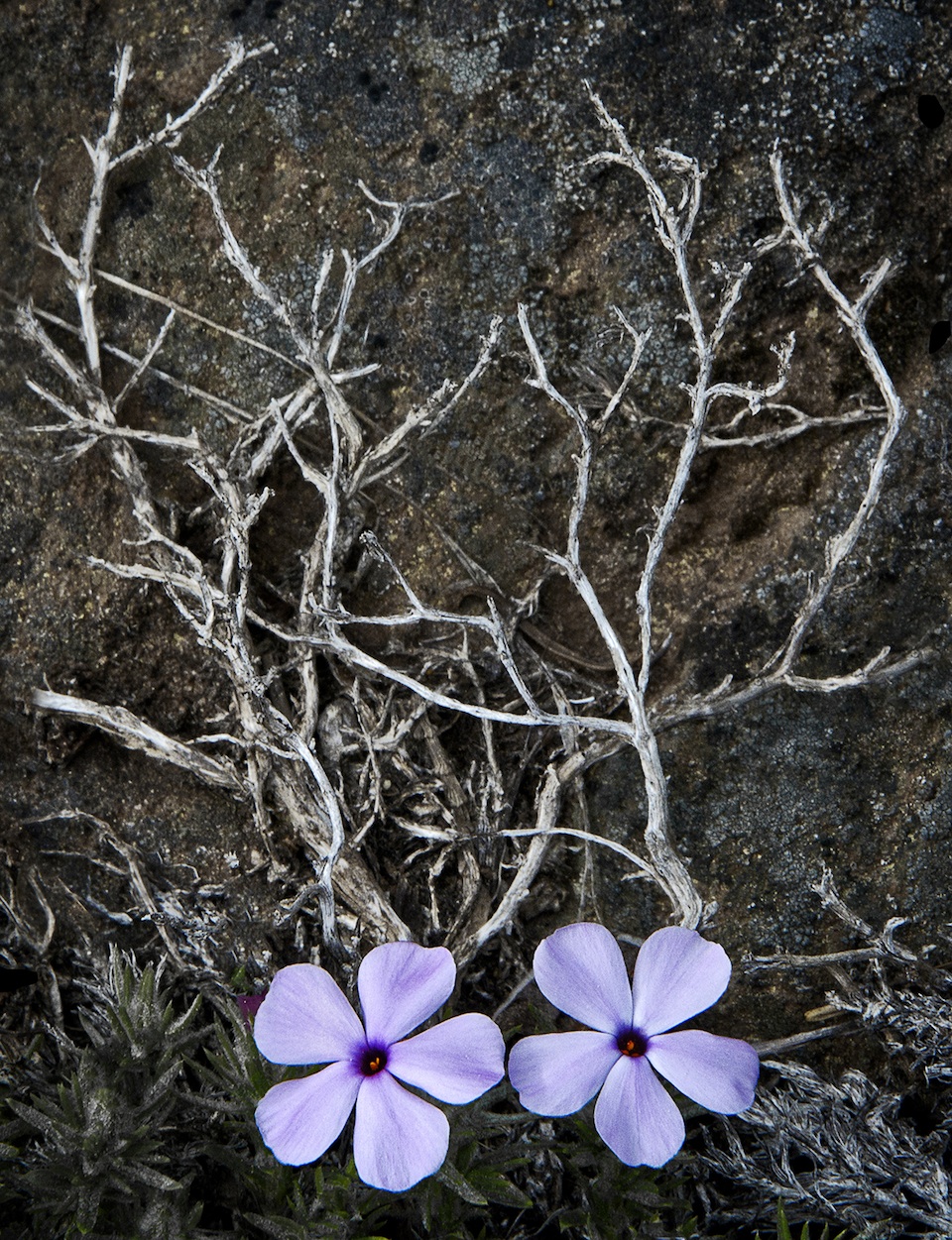 Phlox and dried wood © 2016 Matt Witt 