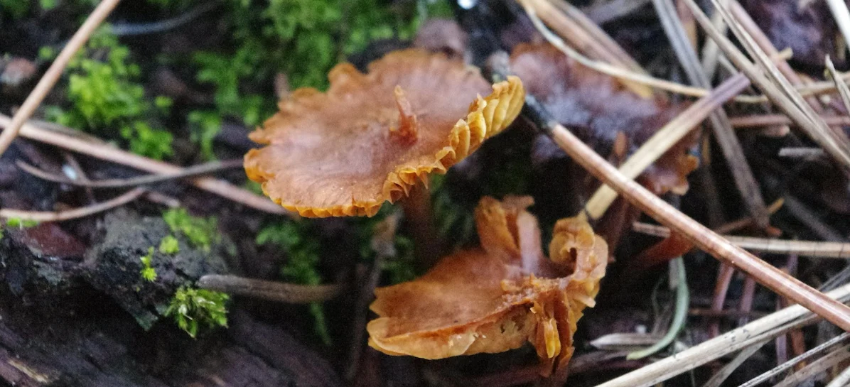 Chantarelles2015-1837banner-PSchroeder.jpg