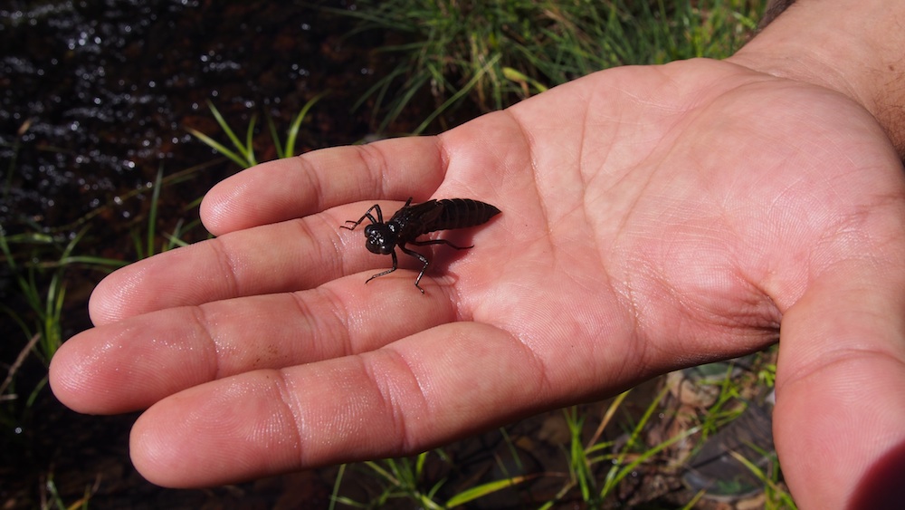 Dragonfly nymph