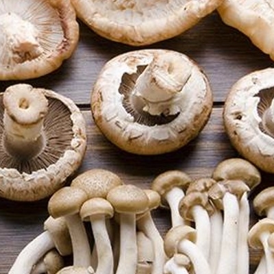 FungiForagerDinner2016.jpg