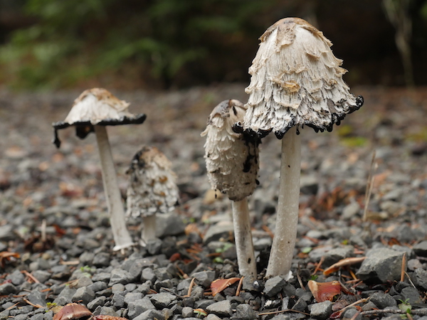  Inky Cap mushrooms. Photo by Parker Brown 