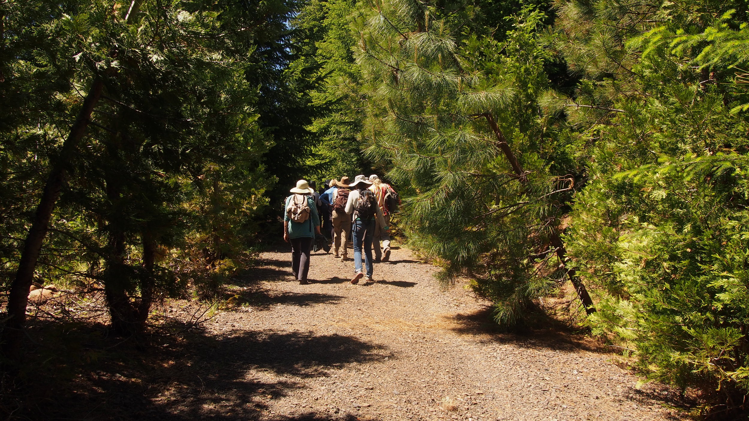  Walk through a corridor lined with sugar pines, Douglas firs, incense cedars, ponderosa pines, and other conifers. 