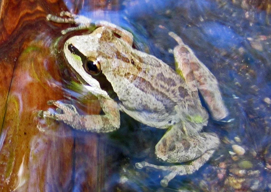 Pacific Chorus Frog. Image by Kristi Reynolds