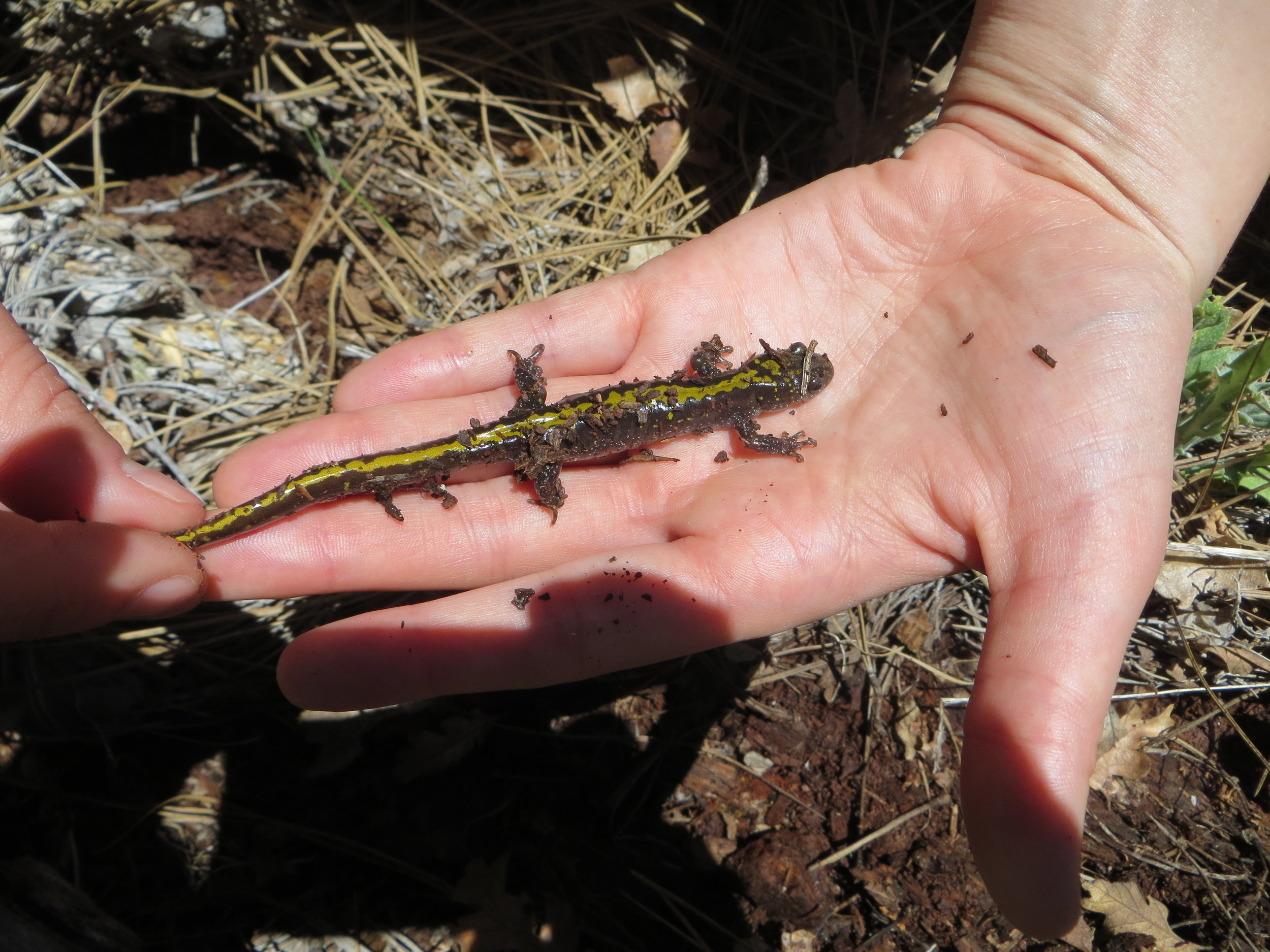  Long-toed Salamander, Fredenburg Meadow. Photo by Nadine Kanim 
