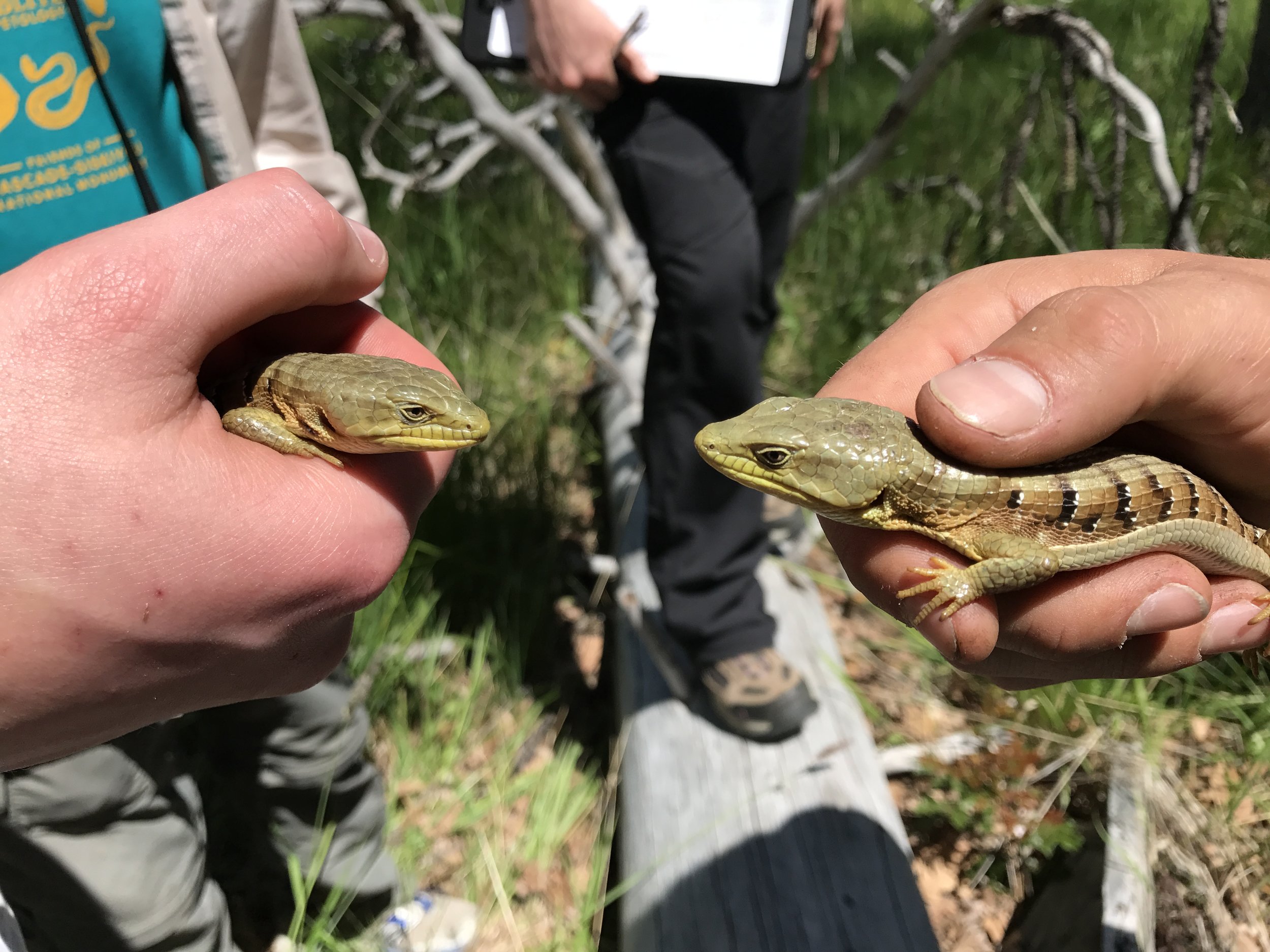  Alligator Lizards, Box O Ranch. Photo by Neisa McMillin 