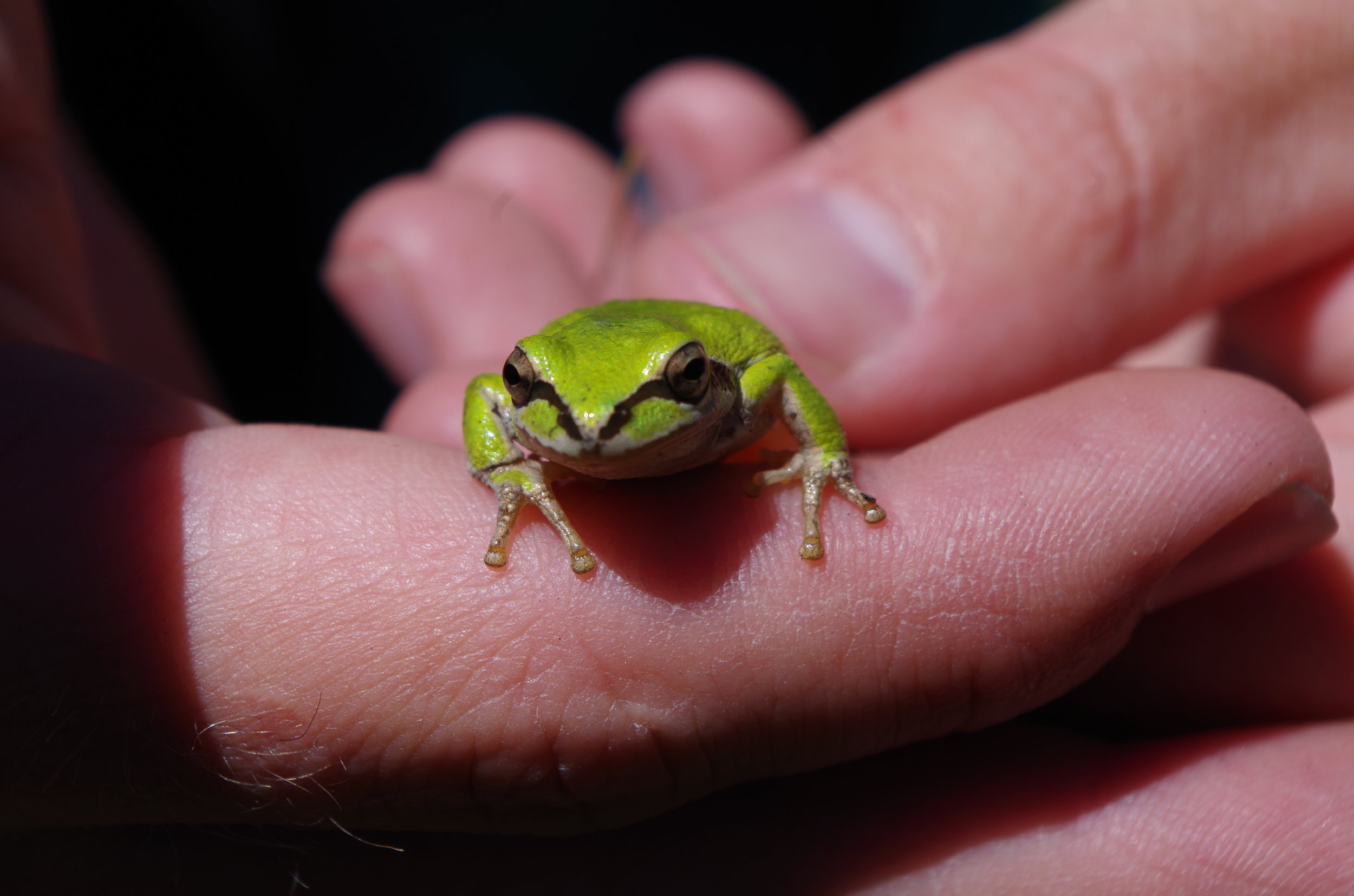  Pacific Tree Frog, Oregon Gulch. Photo by Jasmine Moreau 