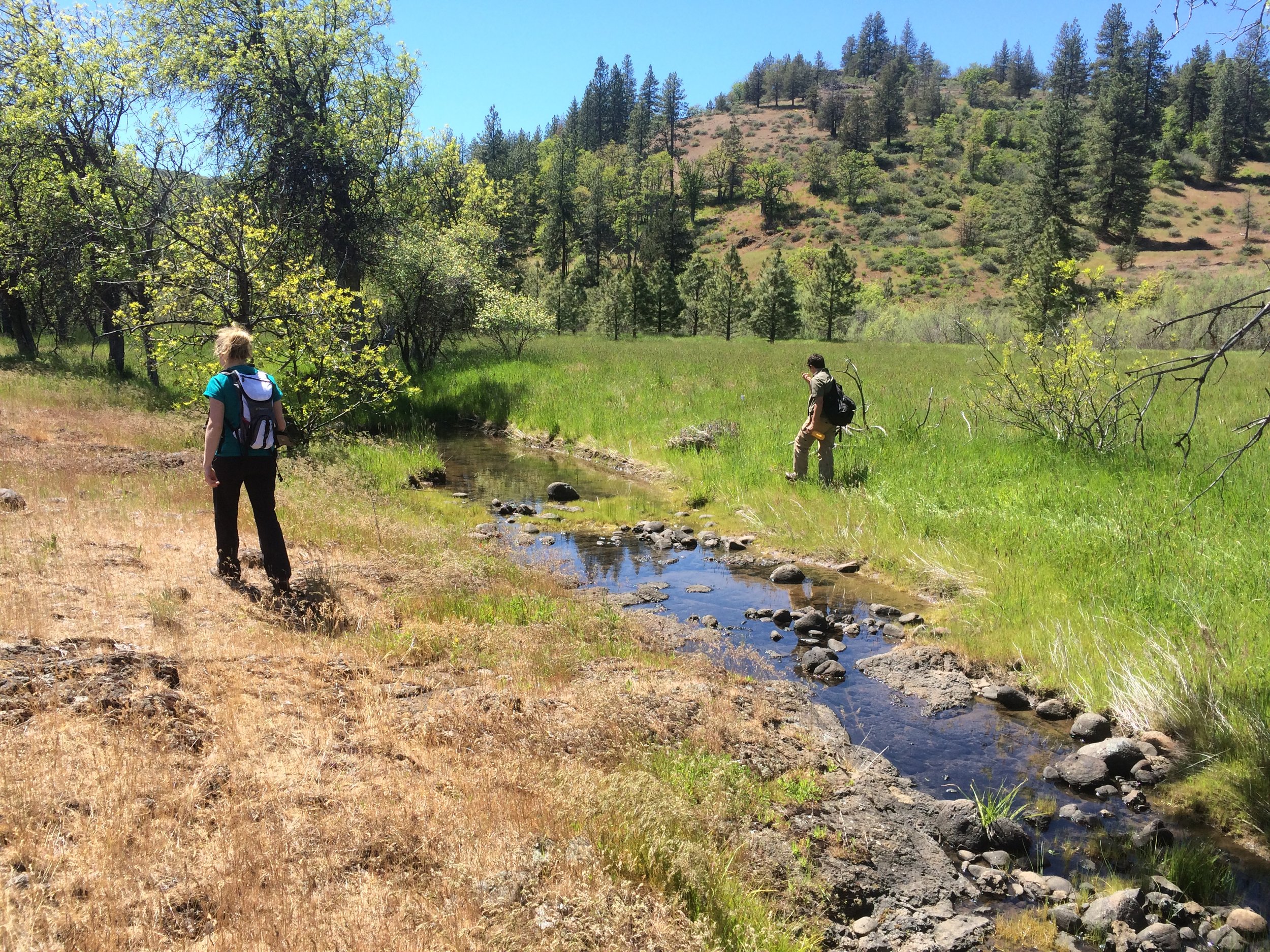 Surveying both sides of Lower Jenny Creek. Photo by Wanda Chin