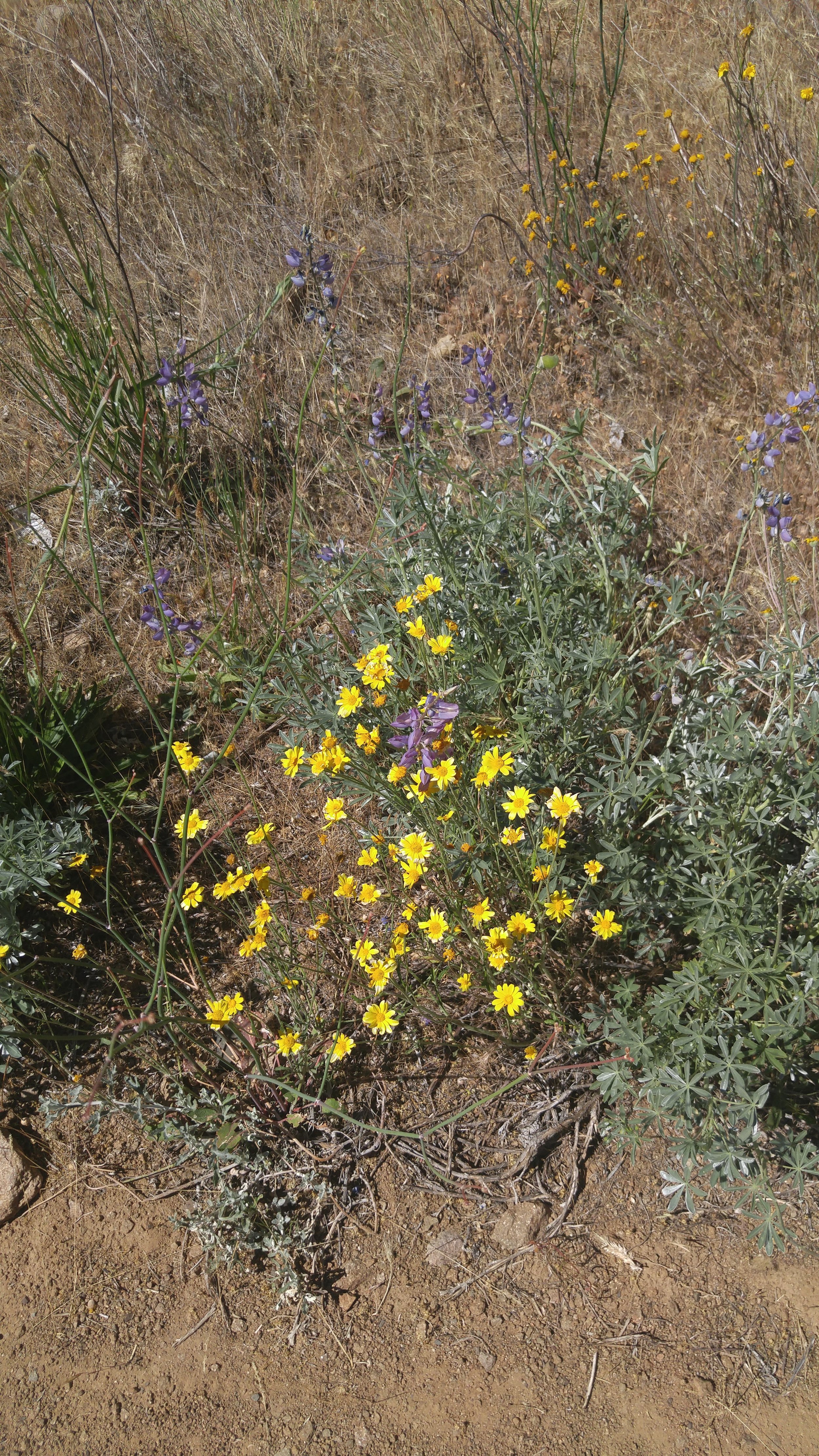  California sunshine ( Eriophyllum lanatum ) and lupine ( Lupinus argentus ) 