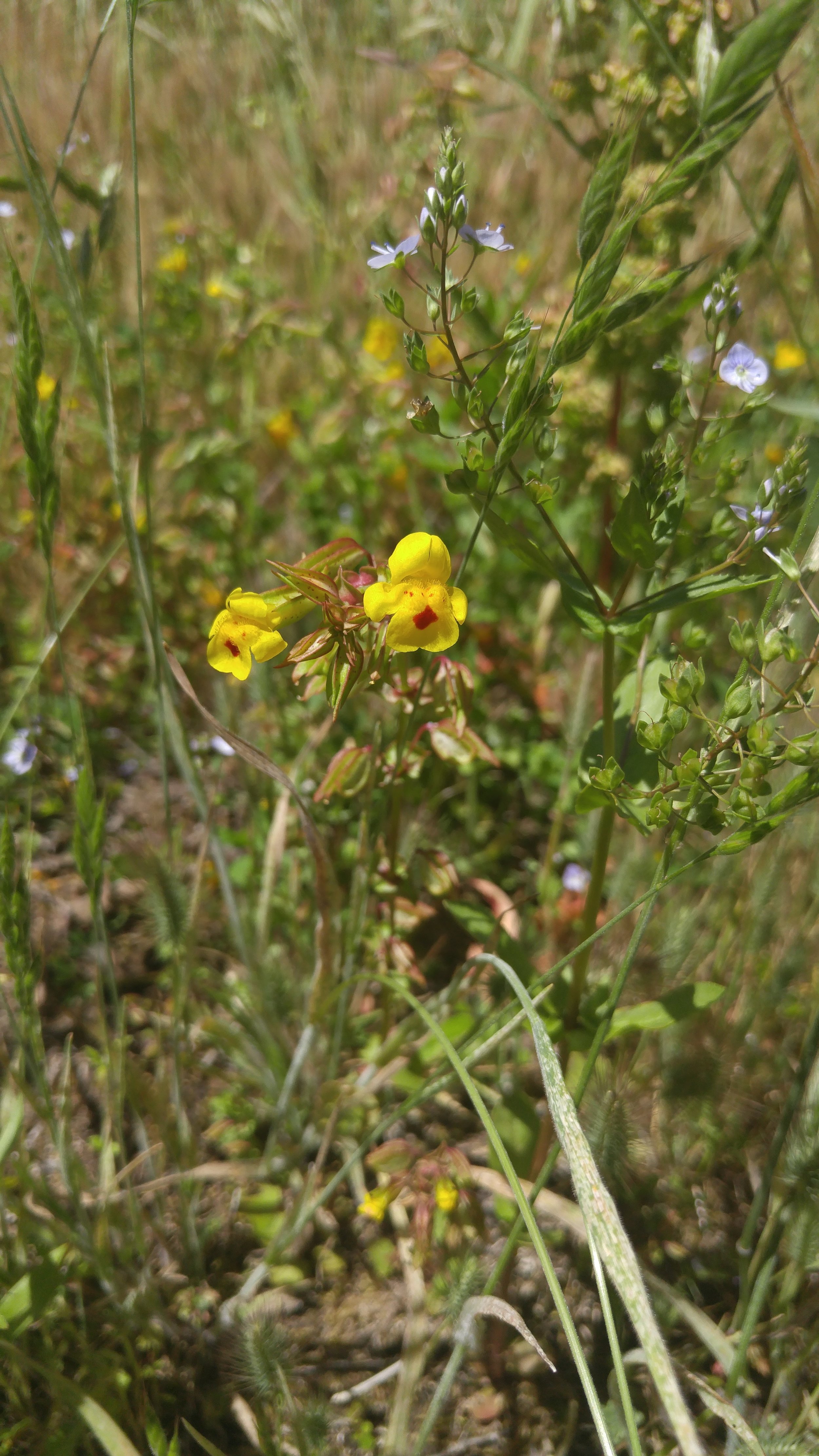  Yellow monkey flower ( Mimulus guttatus ) 