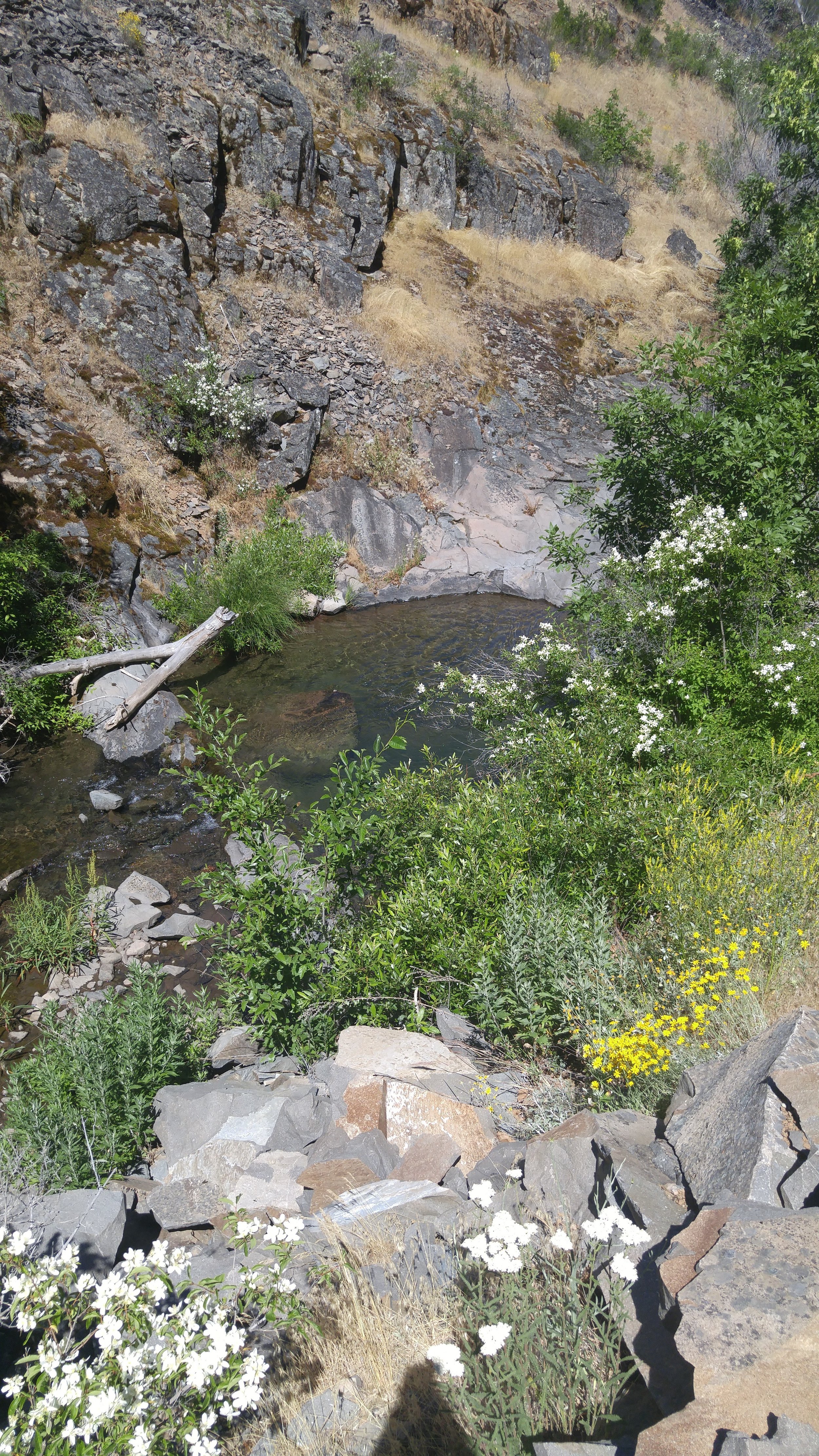 Cool waters of Scotch Creek