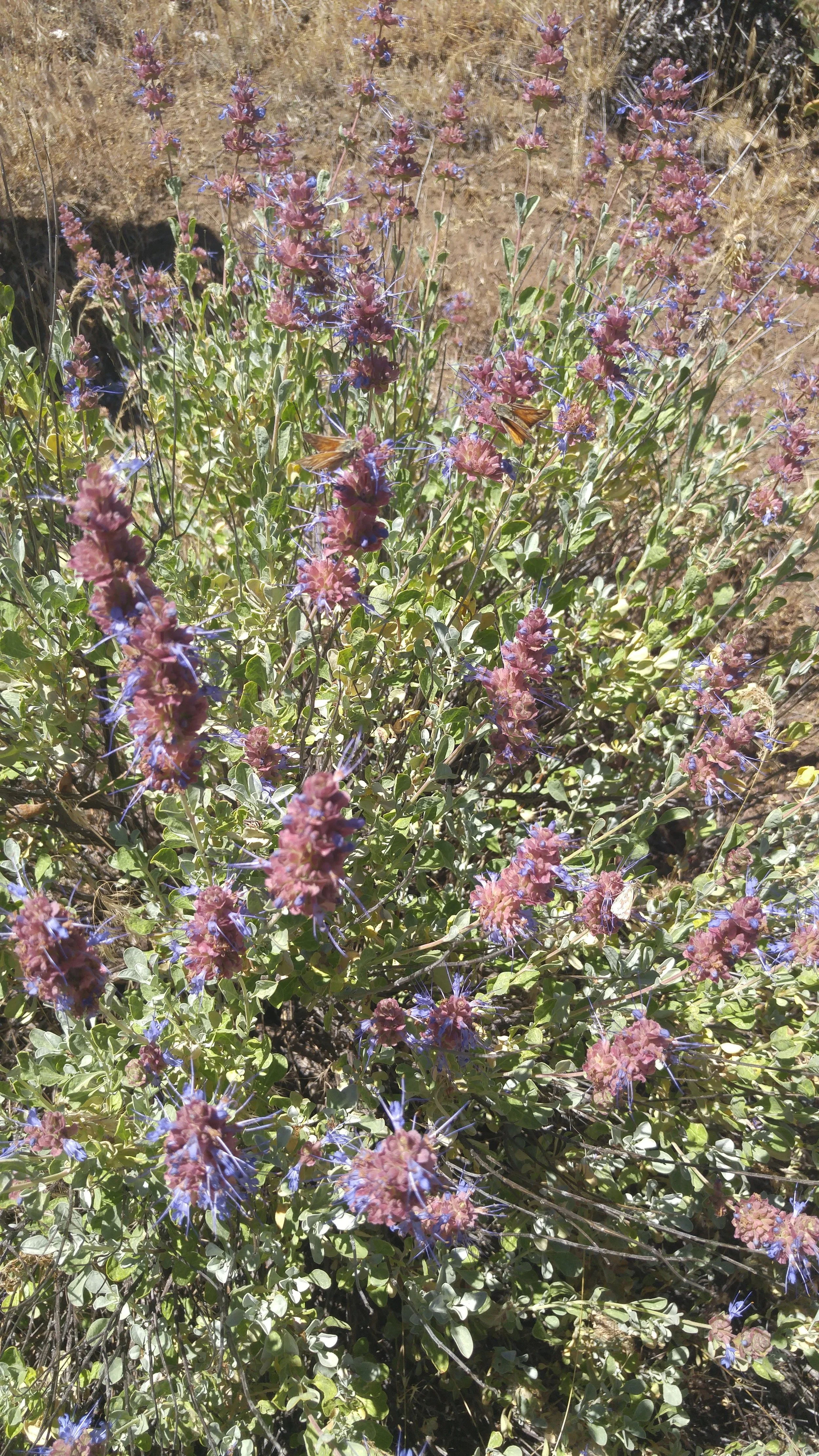 Desert sage ( Salvia dorrii )