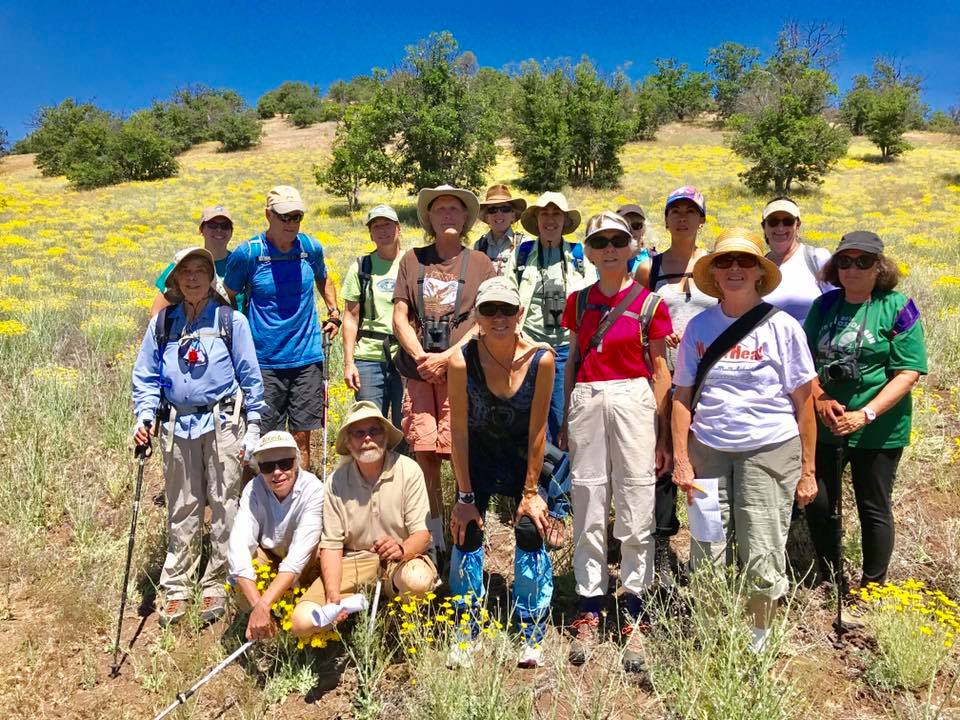  Our group stands among the California sunshine ( Eriophyllum lanatum ) 