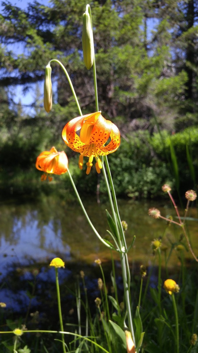 Oregon lily (Lilium columbianum)