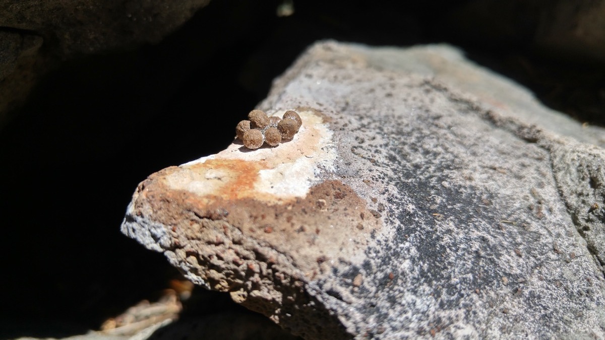 Pika (Ochotona princeps) feces