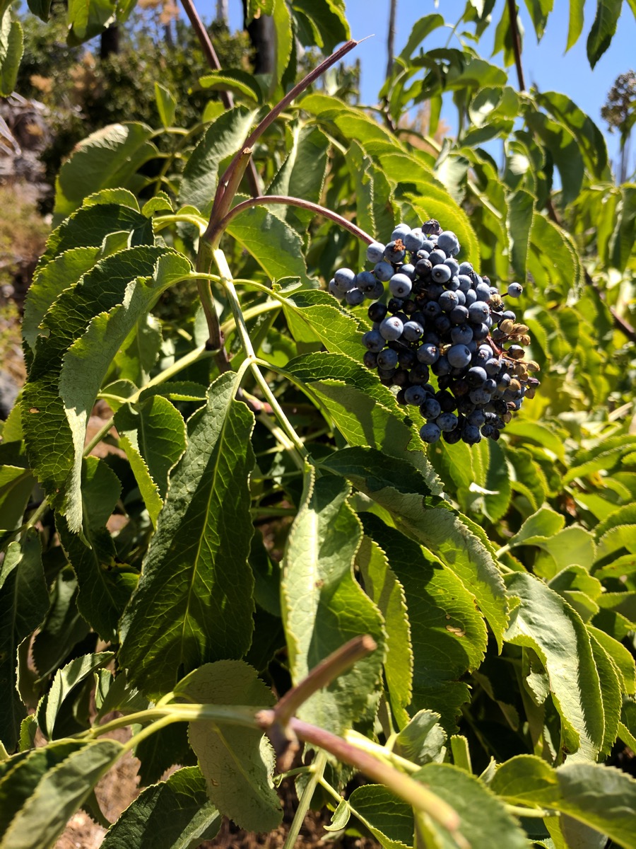  Blue elderberry,  Sambucus cerulea  