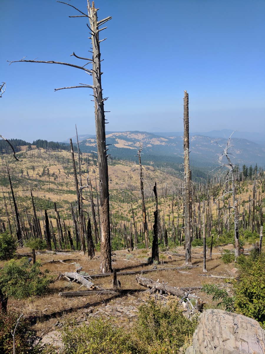  Tree snags among the smoky haze 