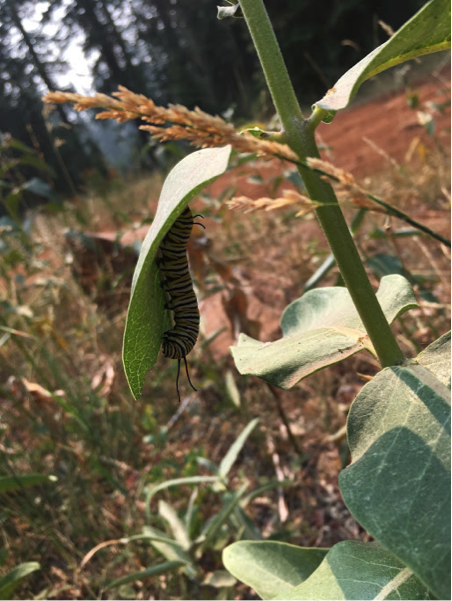 Monarch caterpillar