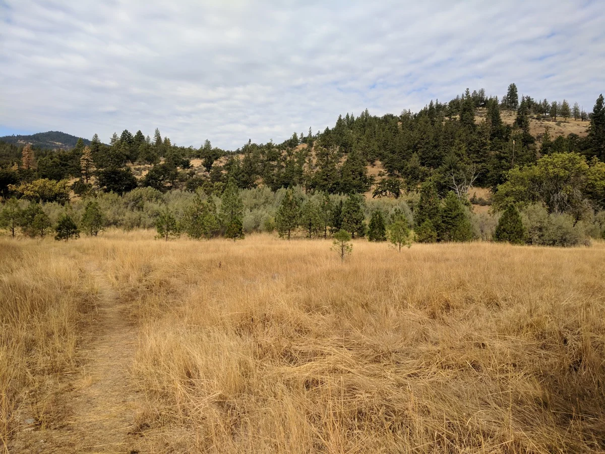 Trees planted in historically accurate locations to restore the valley