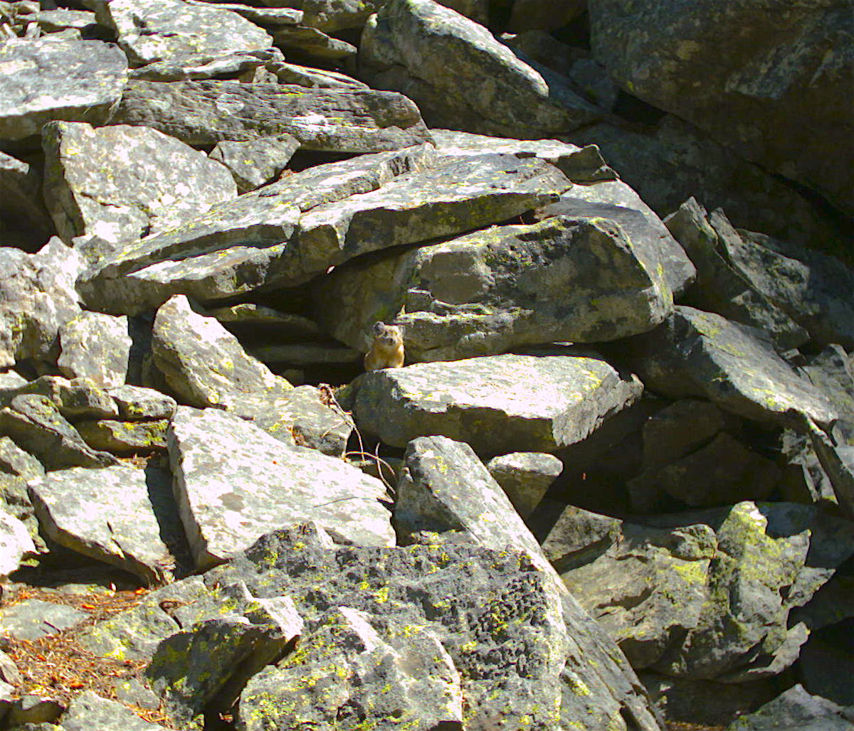 A pika at Vulture Rock