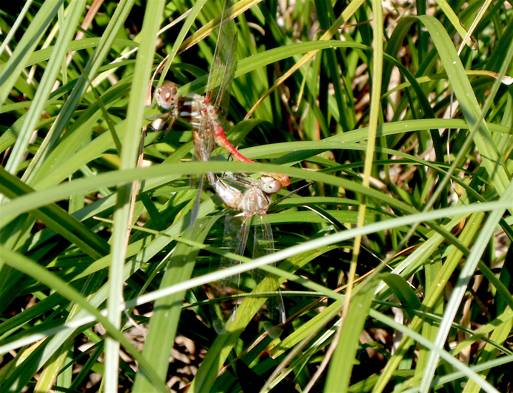 Mating striped meadowhawk pair