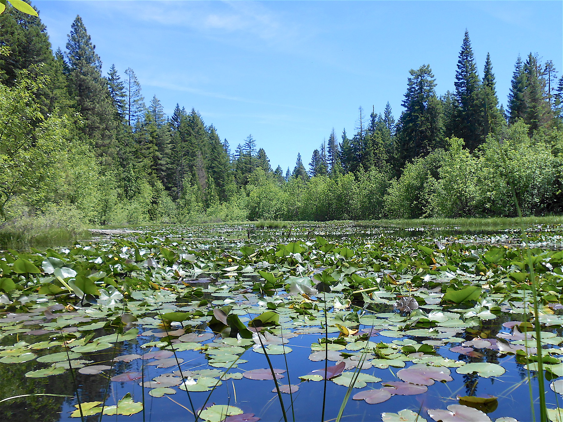 Middle Parsnip Lake