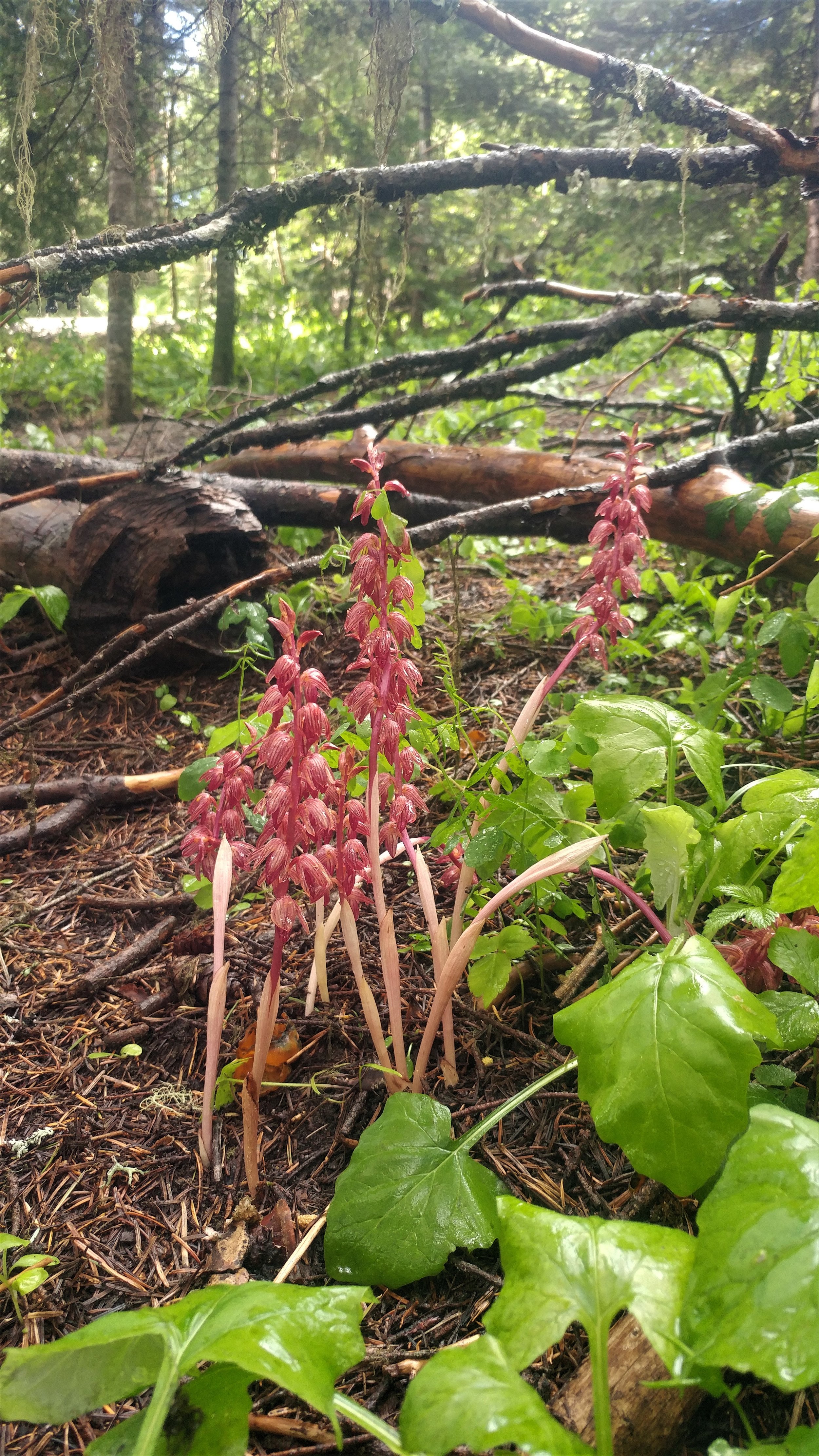 Striped coralroot