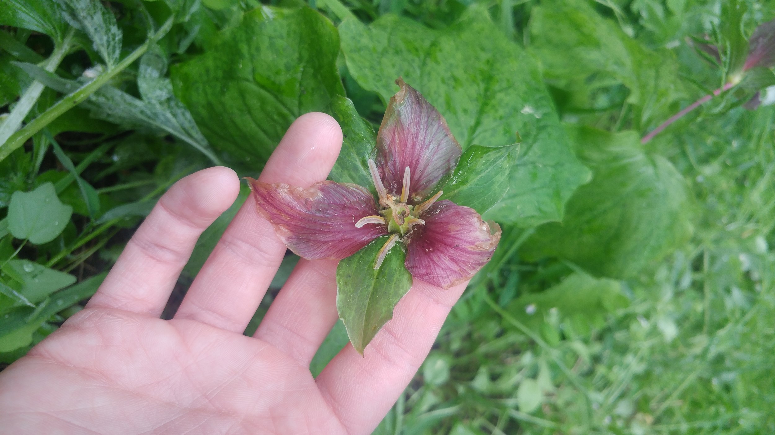 Western trillium