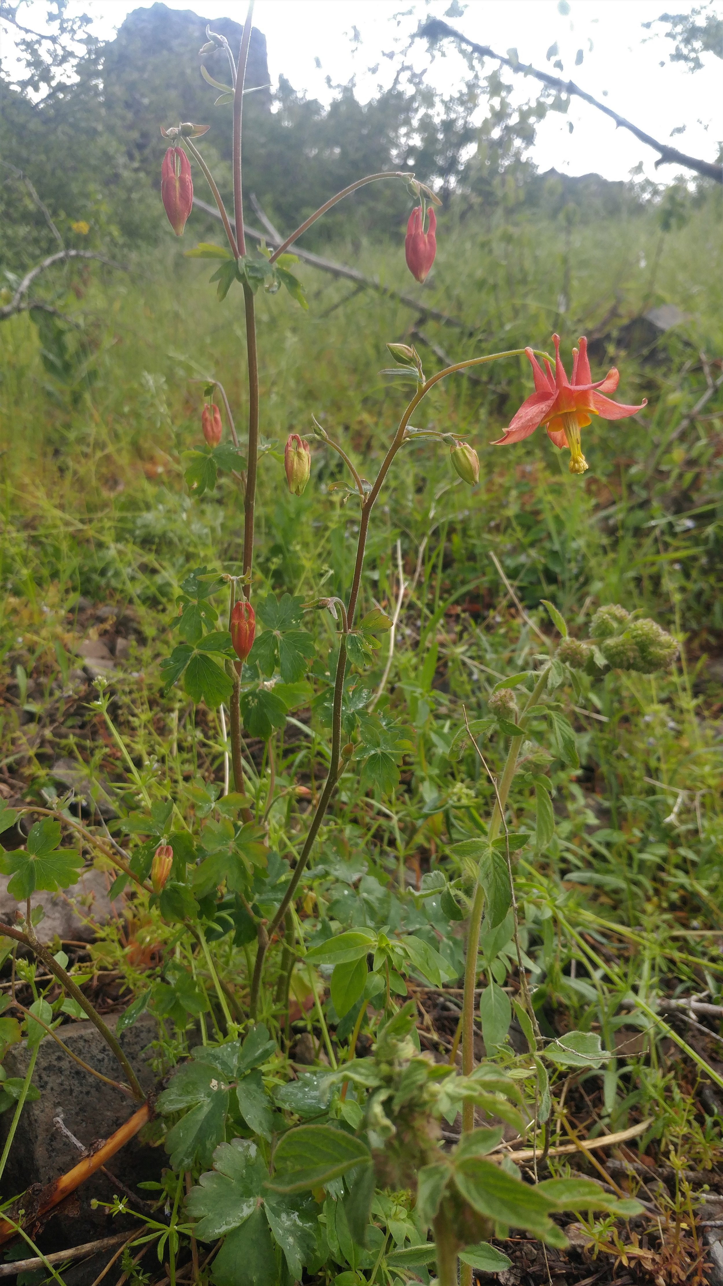 Western columbine
