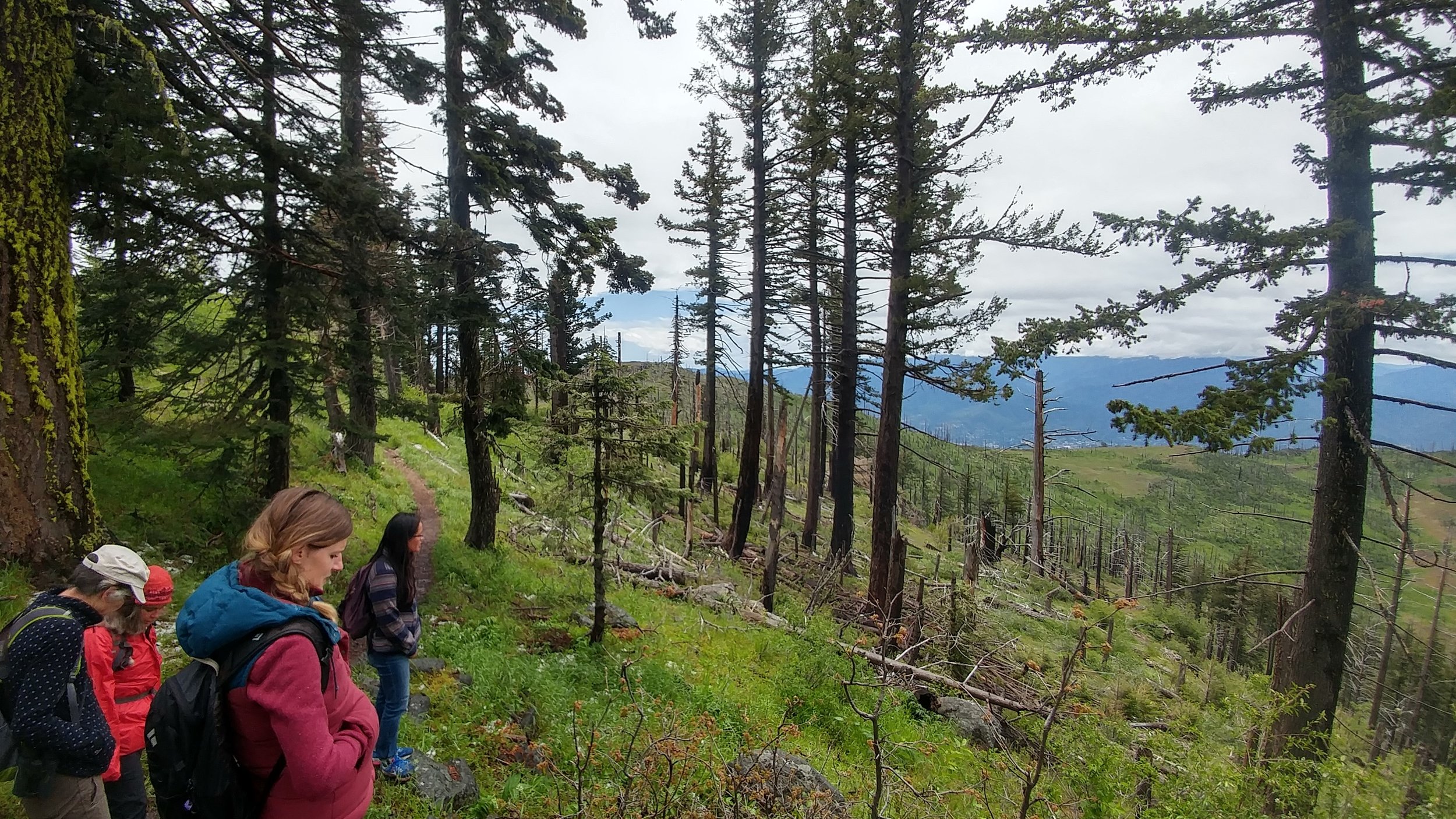 Gazing out over the Antelope burn area