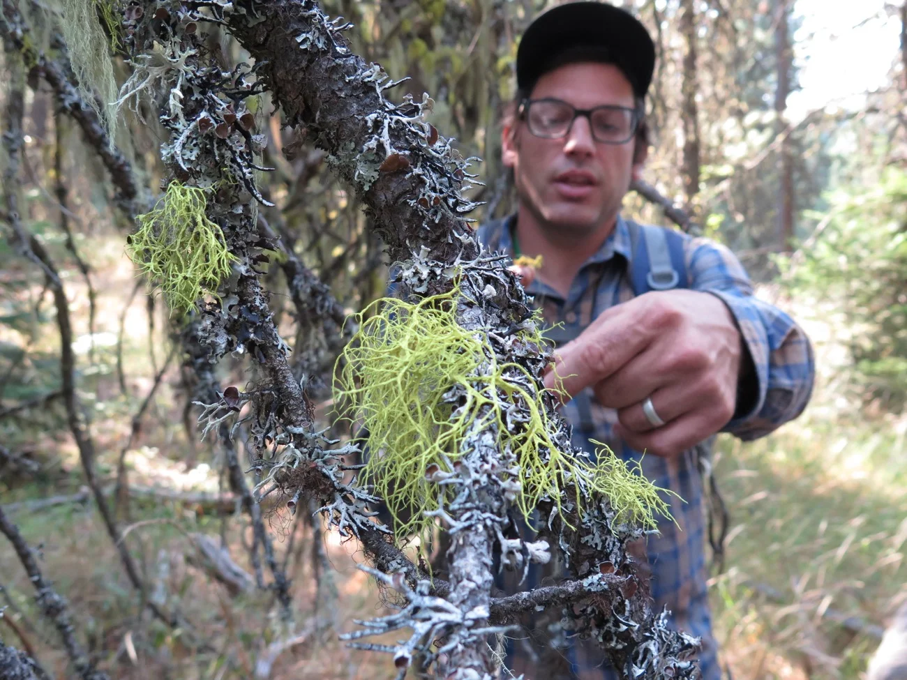 Hike leader John Villella identifies macrolichens, such as Letharia vulpina , a species of "wolf lichen." E Thompson photo.