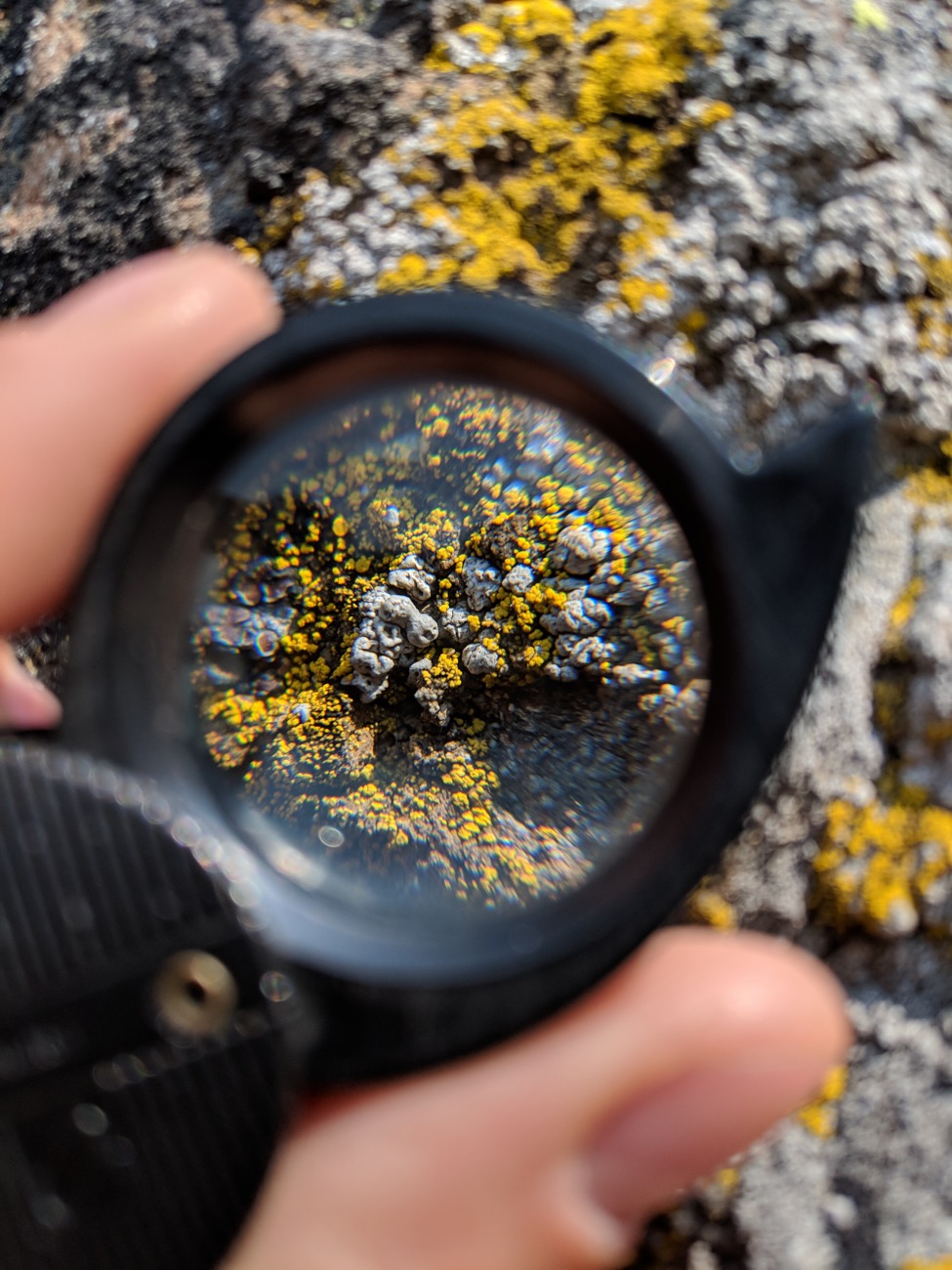 Taking a closer look at the lichens found on Pilot Rock