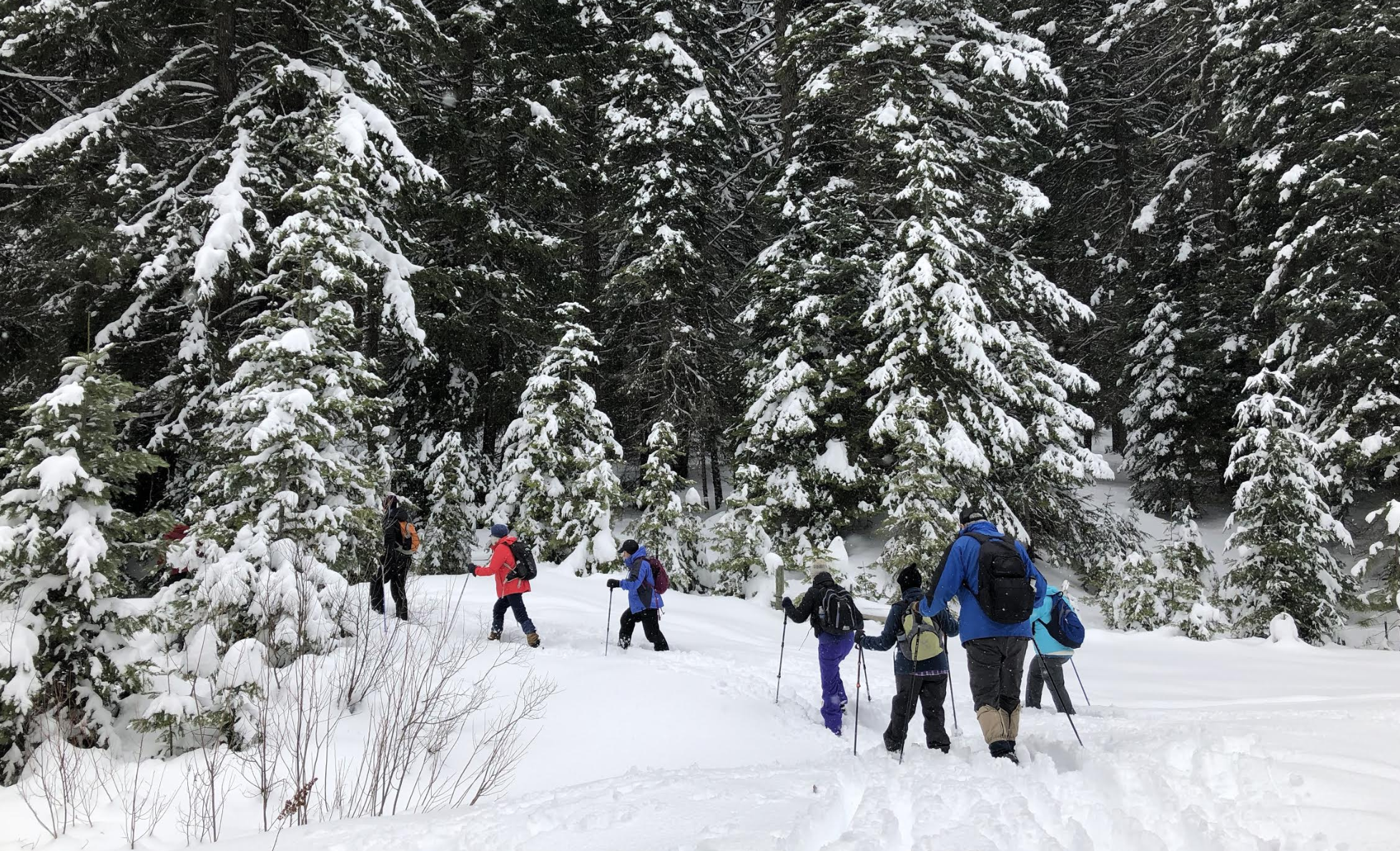 Hikers fan out along trail to find signs of wildlife in the snow.