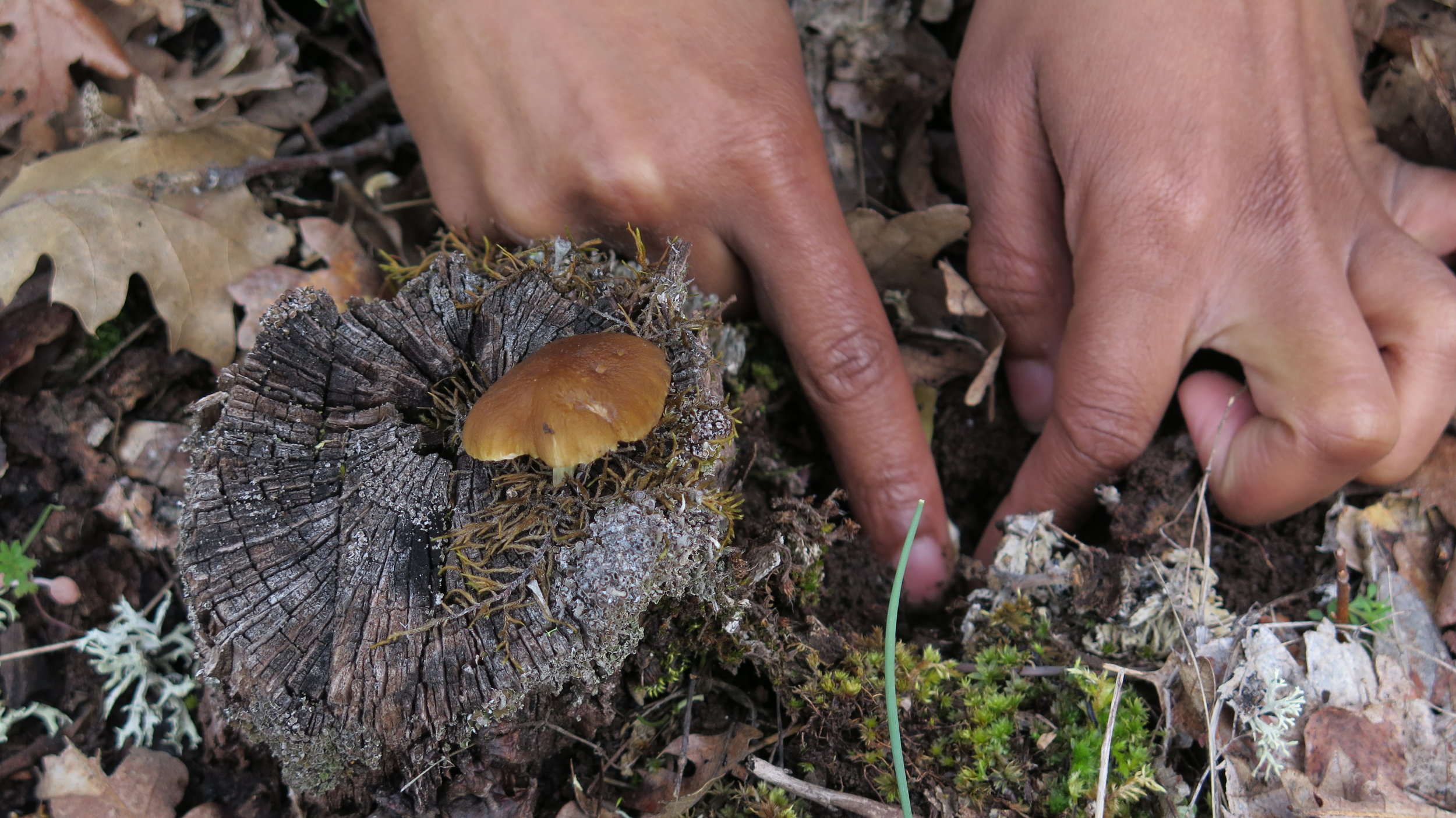  Bashira looking at the stipe of this gilled mushroom. 