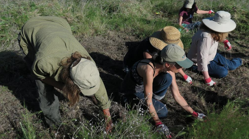 Pulling non-native plants and having a great time doing it!