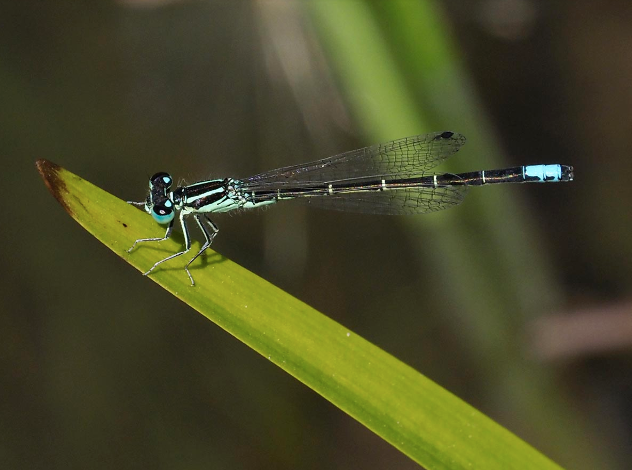 Western Forktail damselfly ( Ischnura perparva) at Vesper Meadow. Damselflies tend to fold their wings up while at rest. Photo by Dennis Paulson.