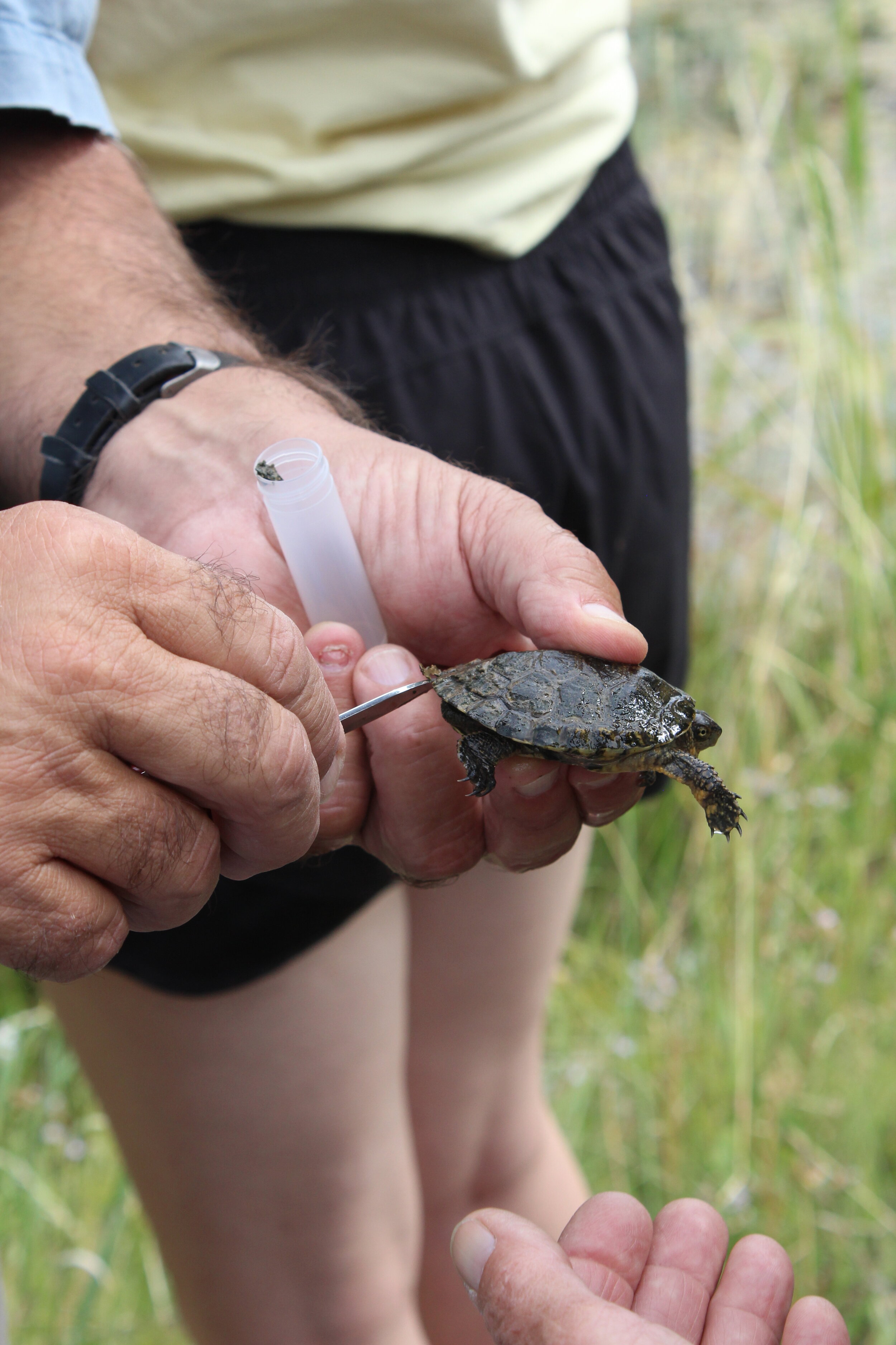  Dr. Parker is also collecting the fungus growing on the turtles to take back to his lab for DNA sequencing.  