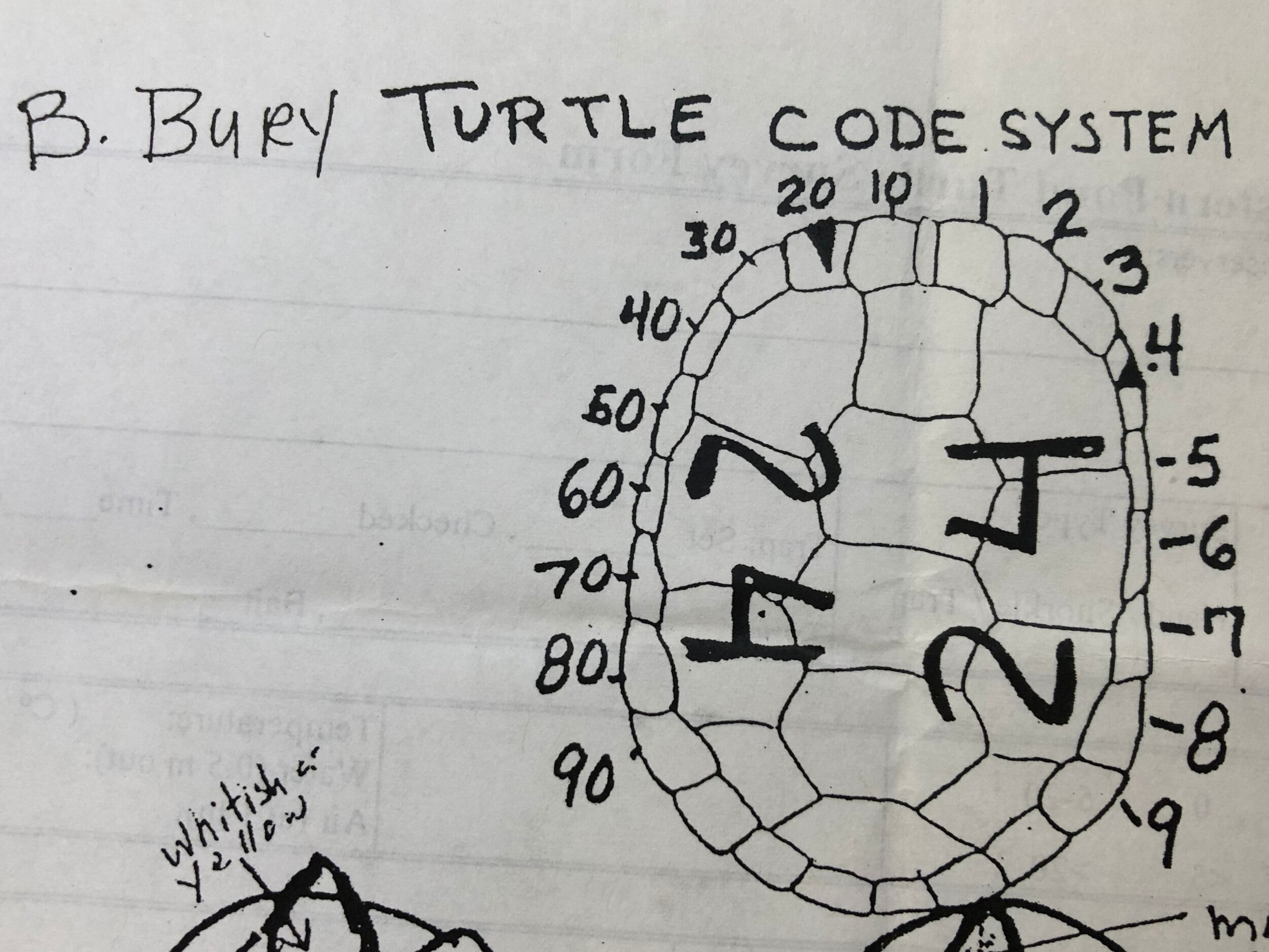  Each individual turtle is given a number and two of its marginal scutes are notched to display that code. This helps scientists track individuals over time.  