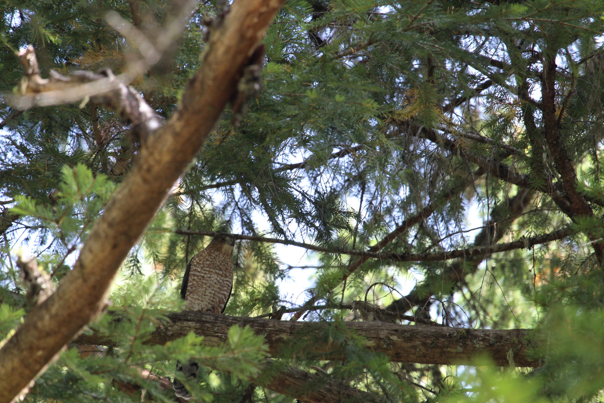  We never would have spotted this Cooper’s hawk without hearing the group of Stellar’s jays mobbing it! 