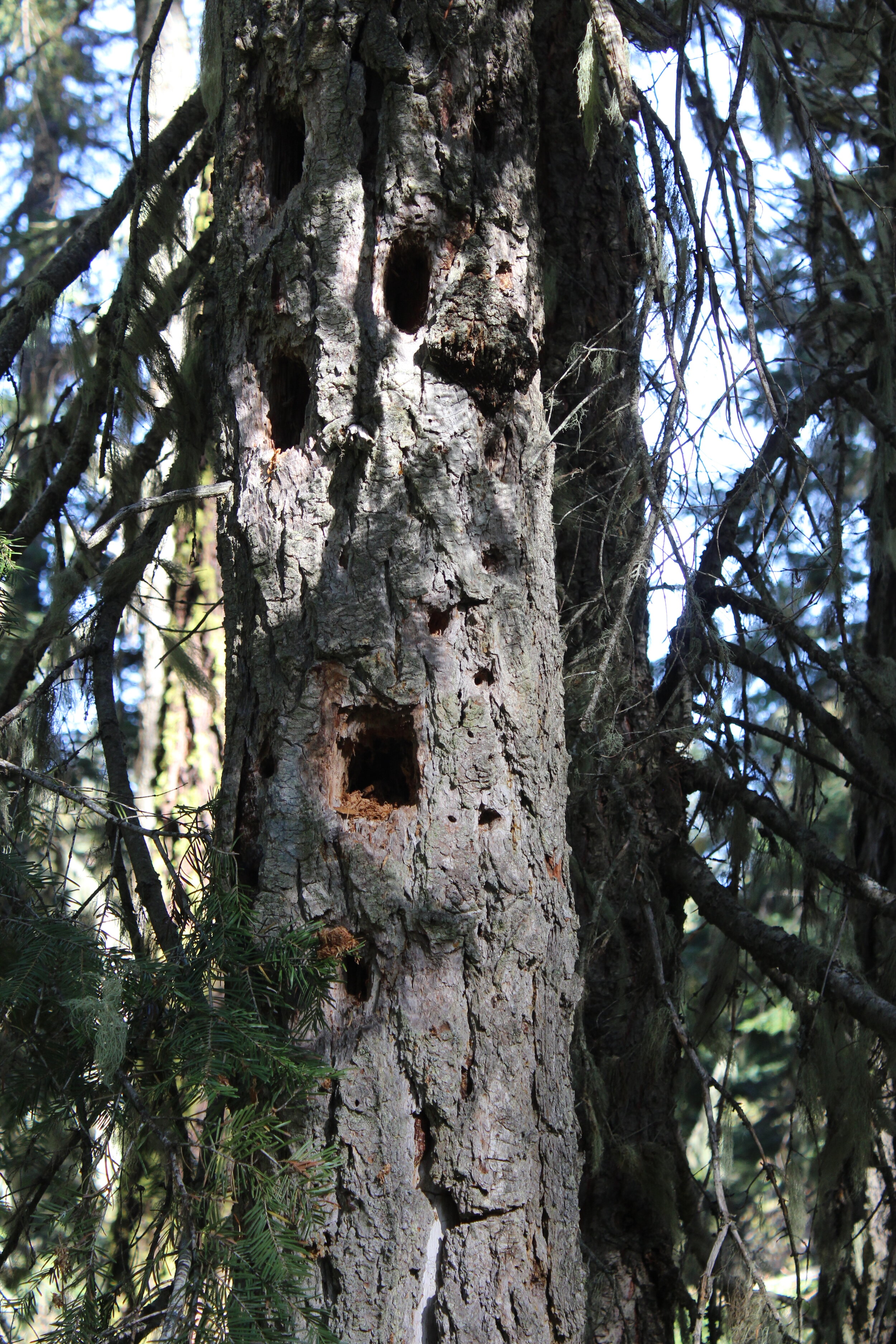 Pileated woodpeckers make large rectangular holes in trees like this. 