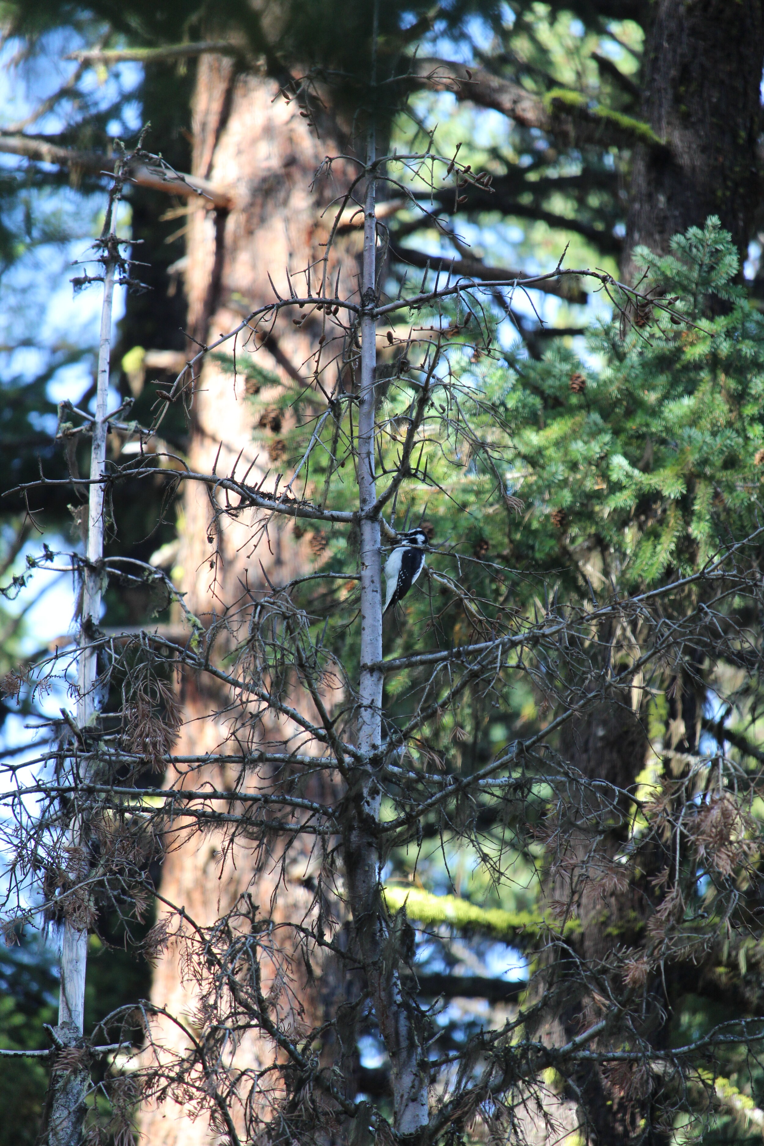  Can you spot the female hairy woodpecker? 