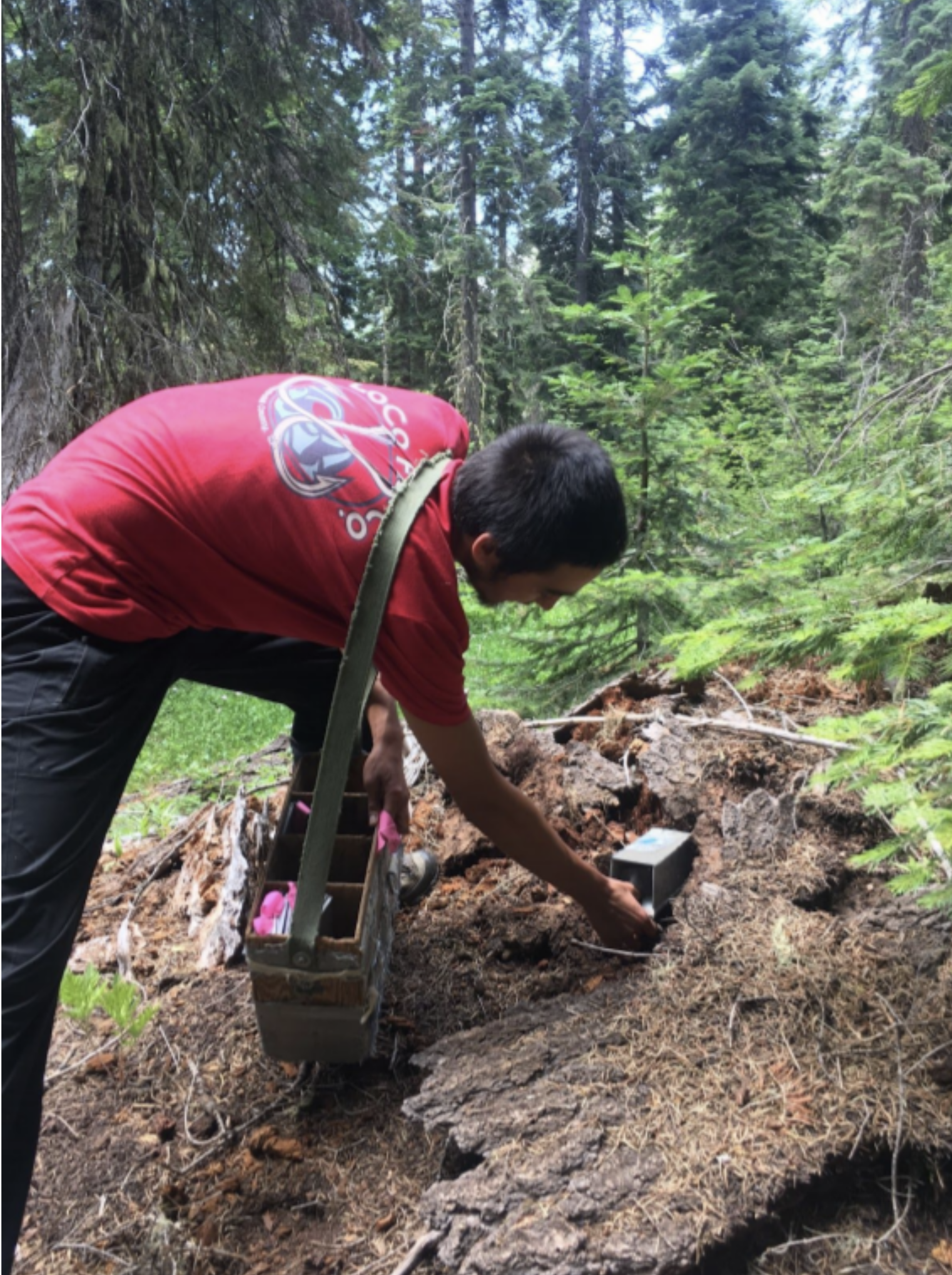 Undergraduate field hand, Michael Kiso, setting a trap on Transect Six. Inside the trap, Kiso placed cotton for nesting and seeds, and oats as bait. PC: Clare O’Connell