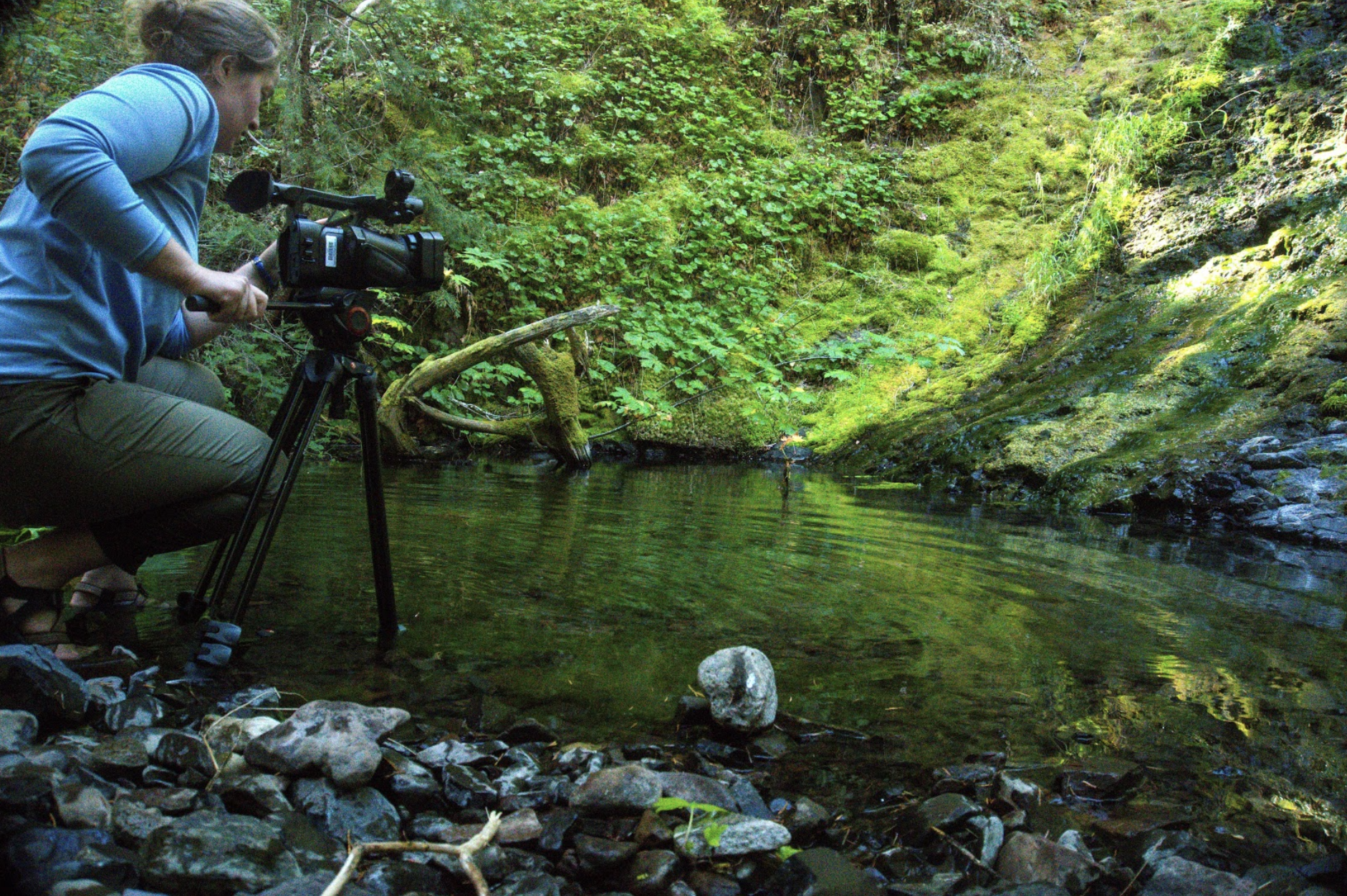 Crystal Nichols capturing the tranquil magic of a small pool full of Pacific giant salamanders at the base of a small waterfall after enduring miles and miles of washboard roads.