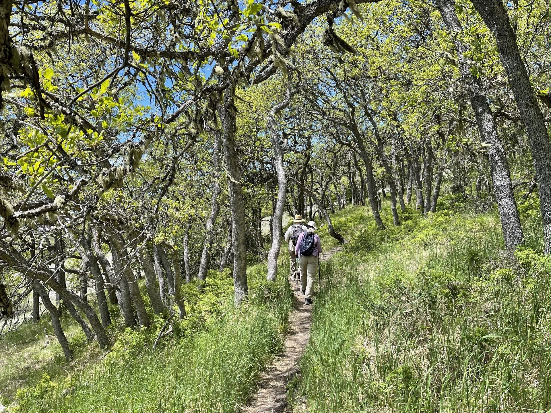 Oak-Savannah-Hikers-Greensprings-Loop-CSNM-2021-w.jpg