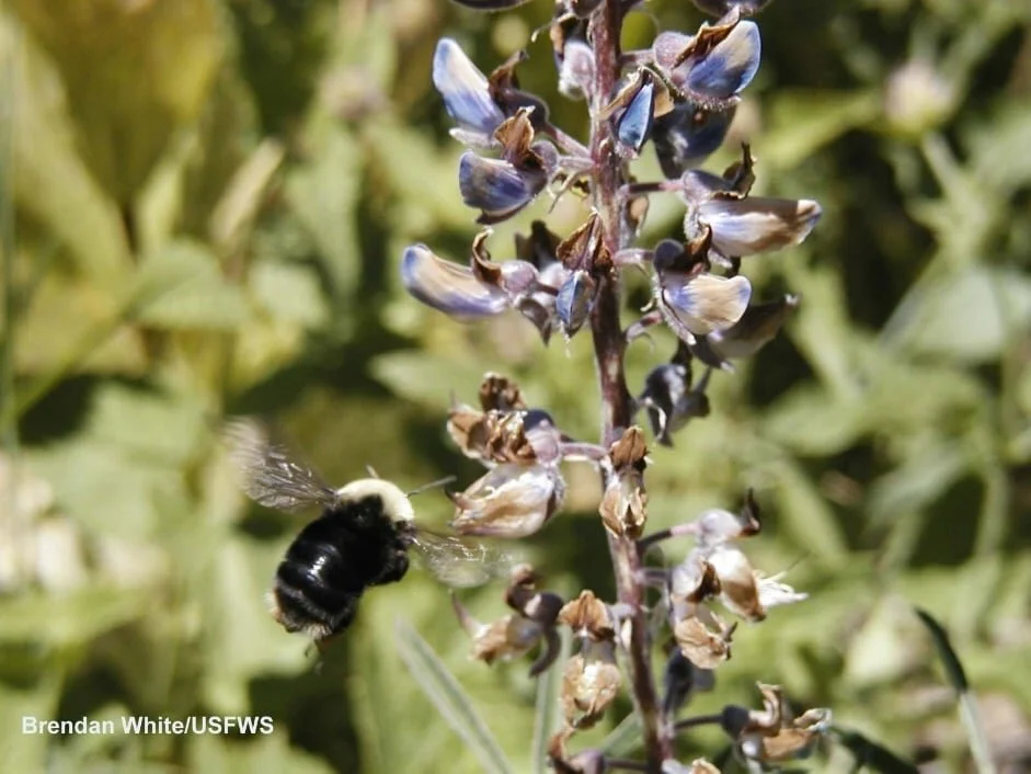 Franklin's bumble bee listed as endangered 